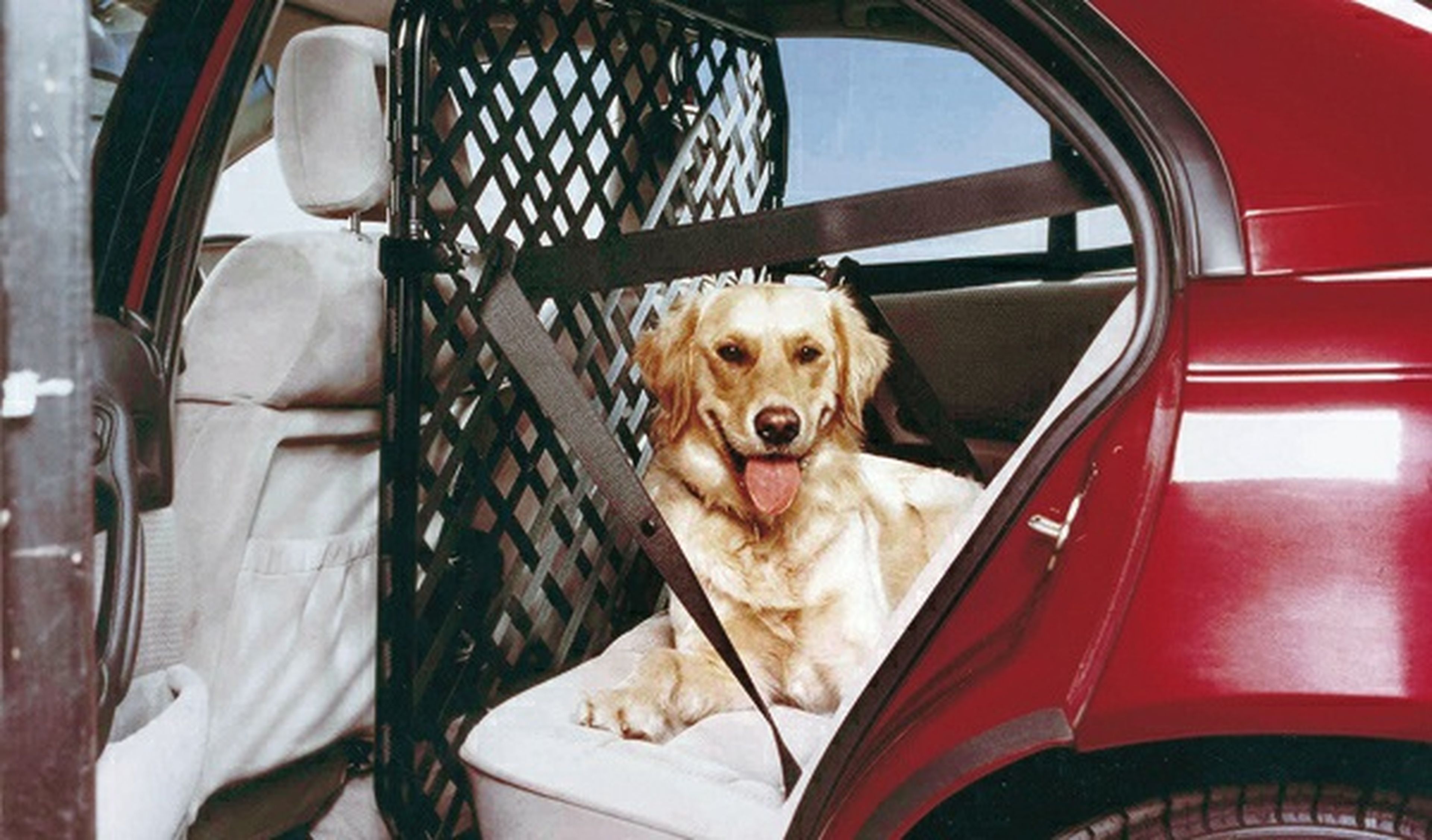 Consejos para viajar con animales, colocar el equipaje y la carga al viajar con perro