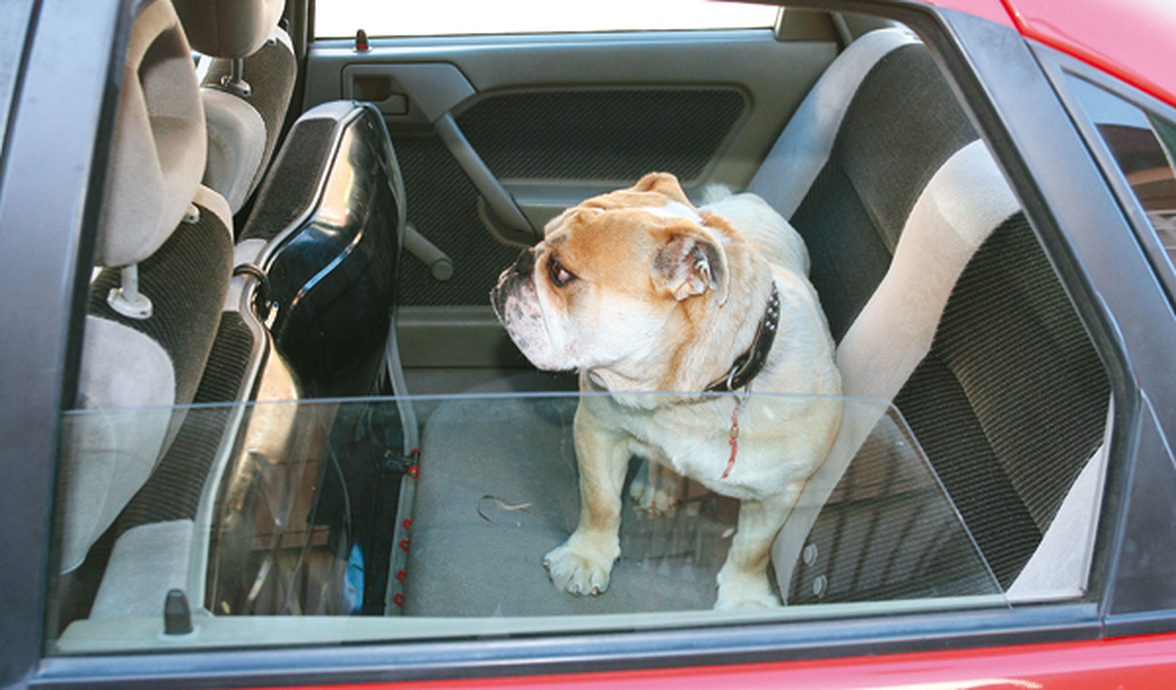 Viajar con el perro en el coche. Ejemplo de perro en asientos traseros del coche