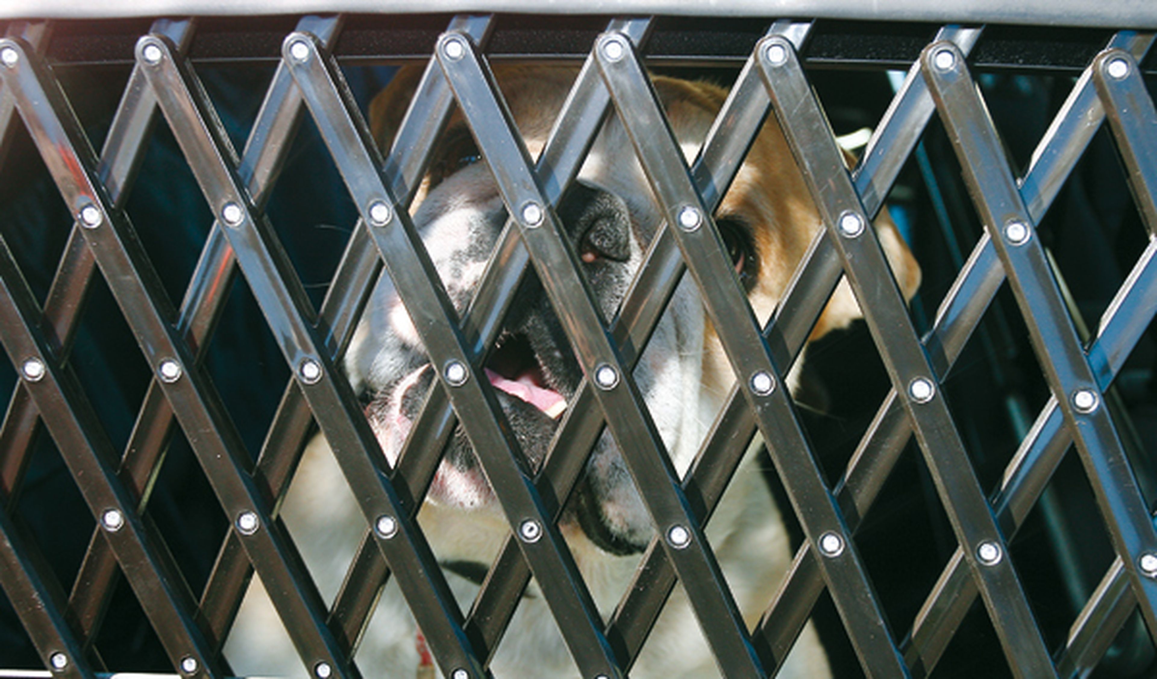 Viajar con perro en el coche, transporte del perro mediante accesorio de rejas