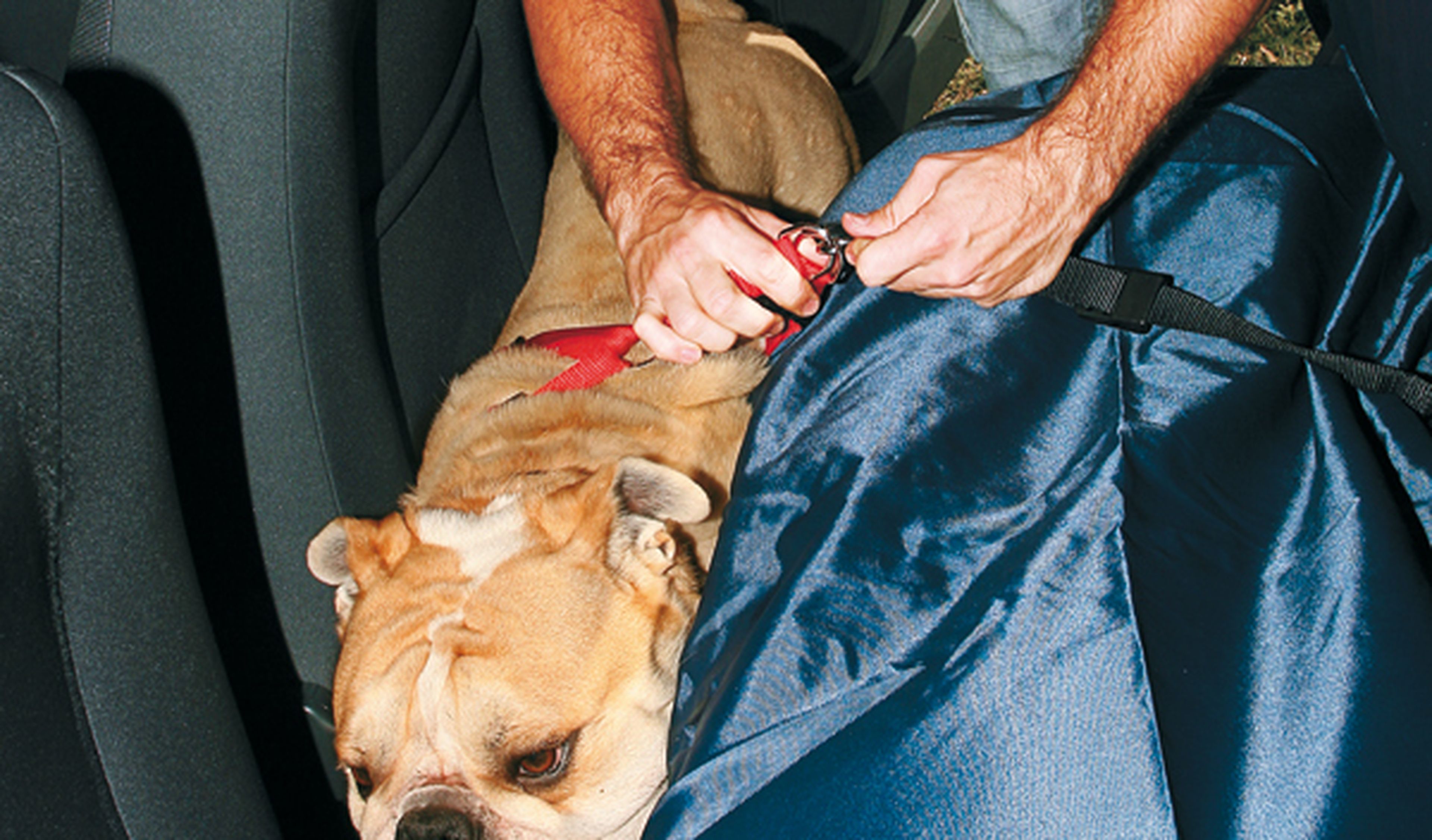 Arneses para viajar con perro en coche, arnés para perros.
