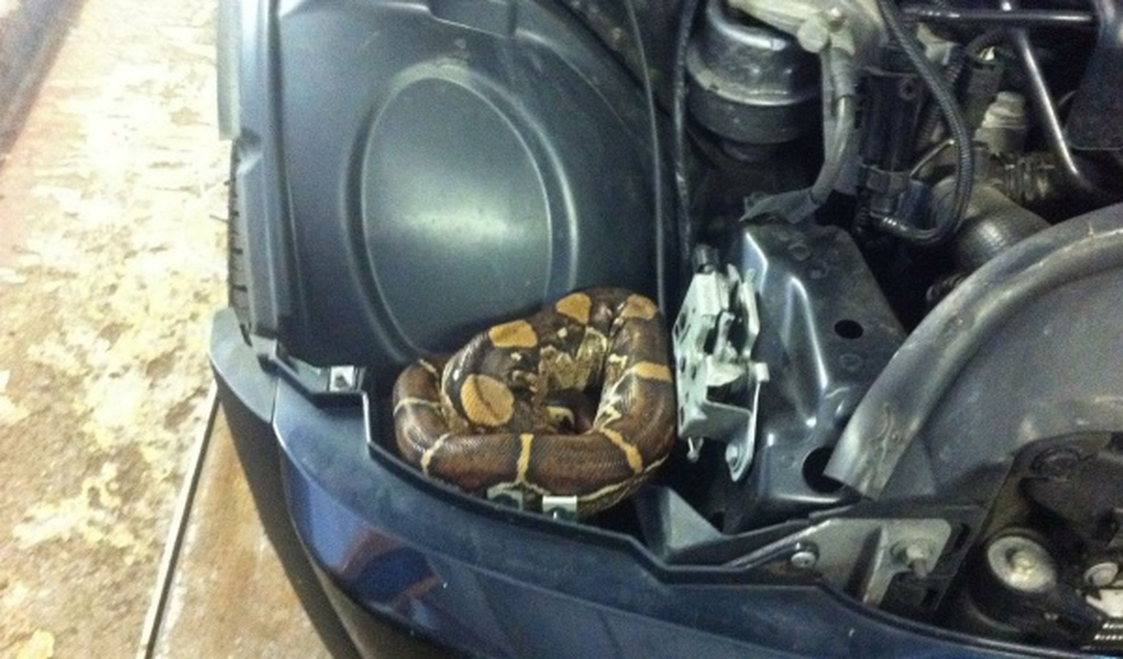 Se encuentra una Boa constrictor bajo el capó del coche
