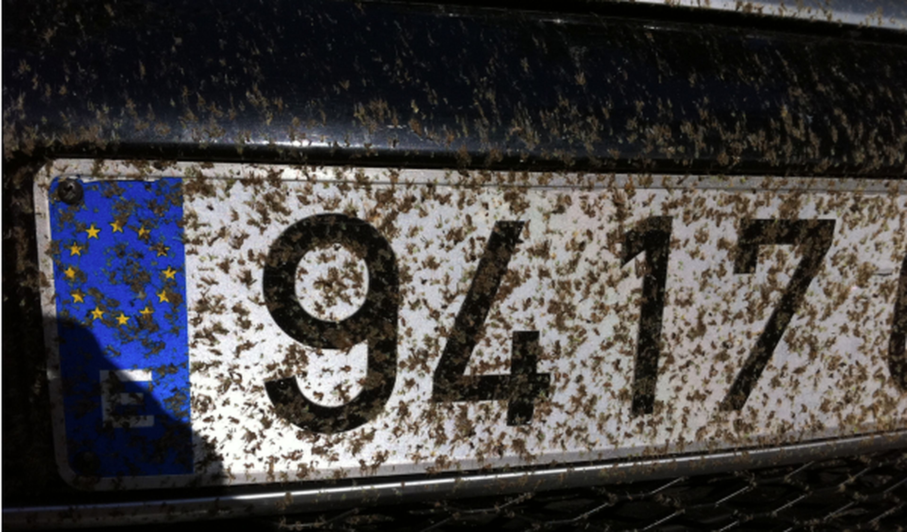 ¿Cuántos insectos mueren 'atropellados' cada año?