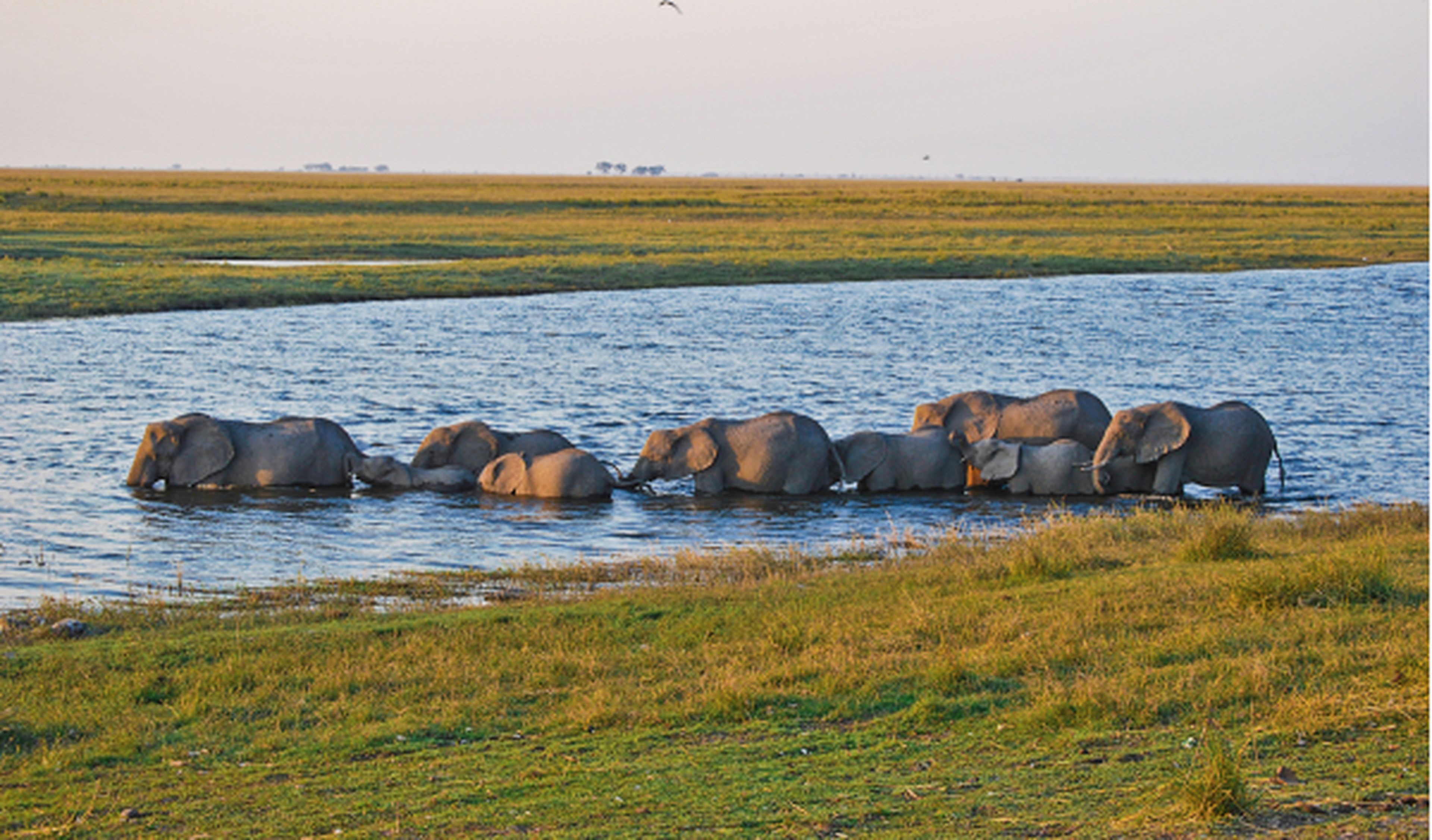 Elefantes rio Chobe