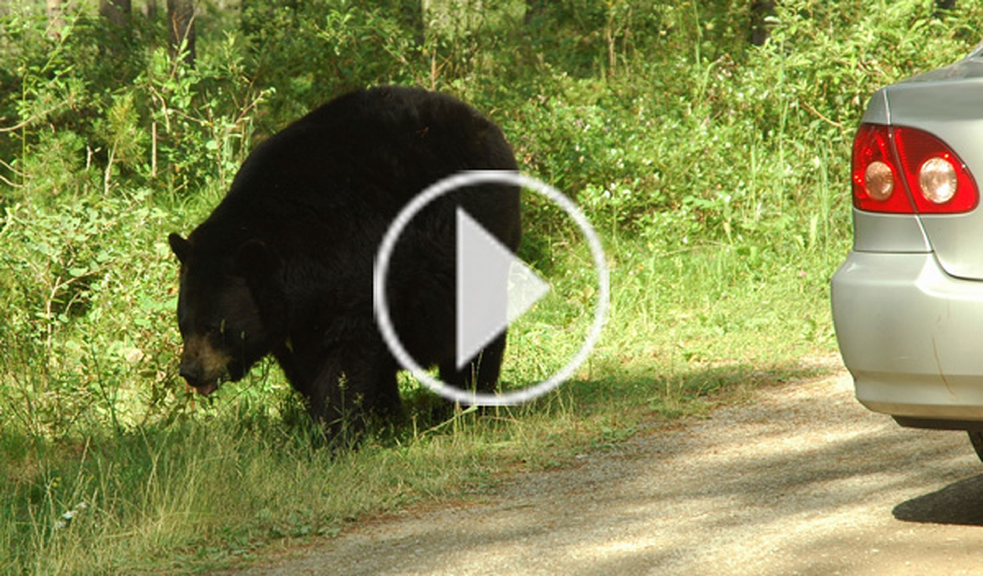 Un oso, atropellado por un coche en una carretera rusa