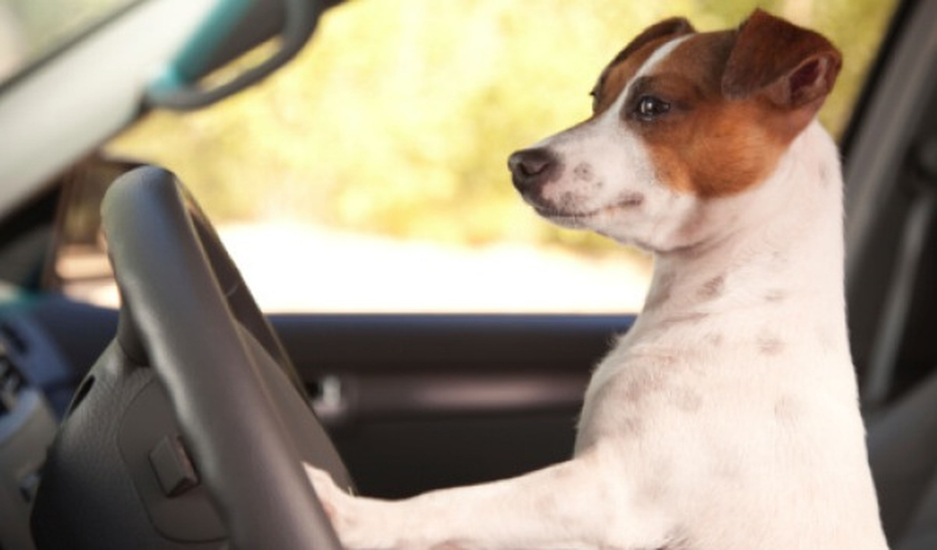 Perros abandonados aprenden a conducir