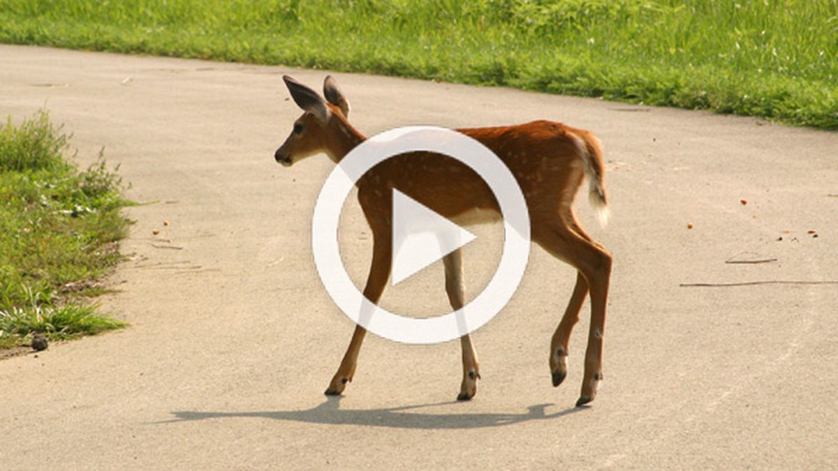 Accidentes De Tráfico:  ¿Cómo Reclamar Daños Tras Atropellar Un Animal? - aggyeu9