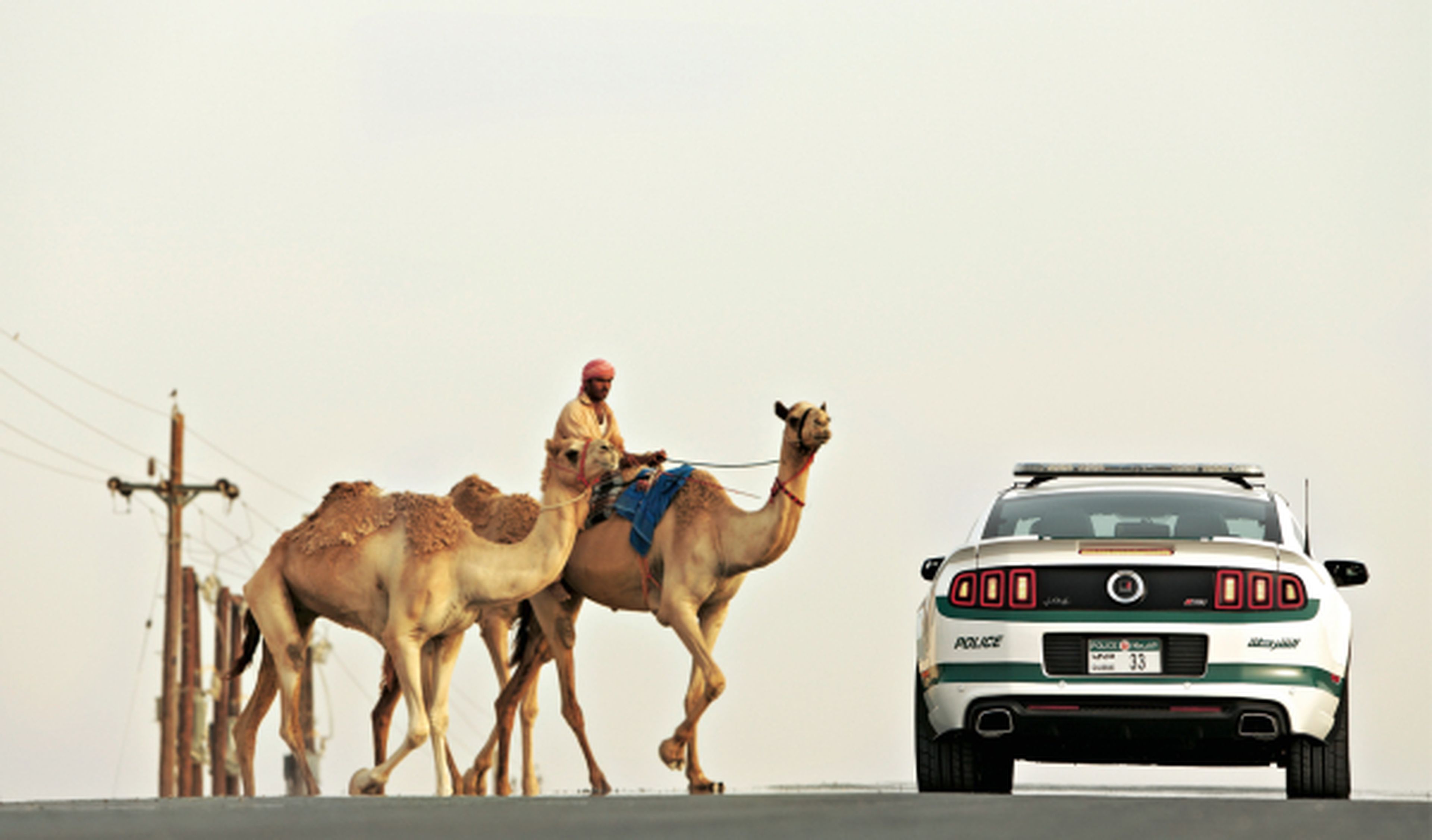 Camellos y Shelby Mustang en Dubai
