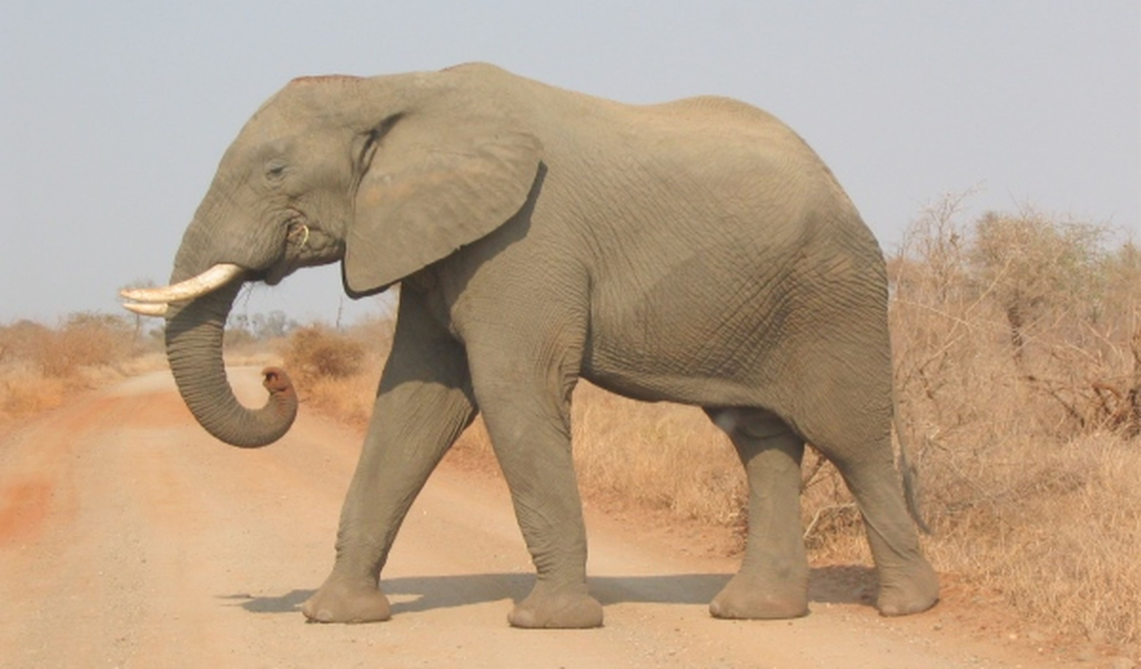 Un elefante destroza un coche en un safari