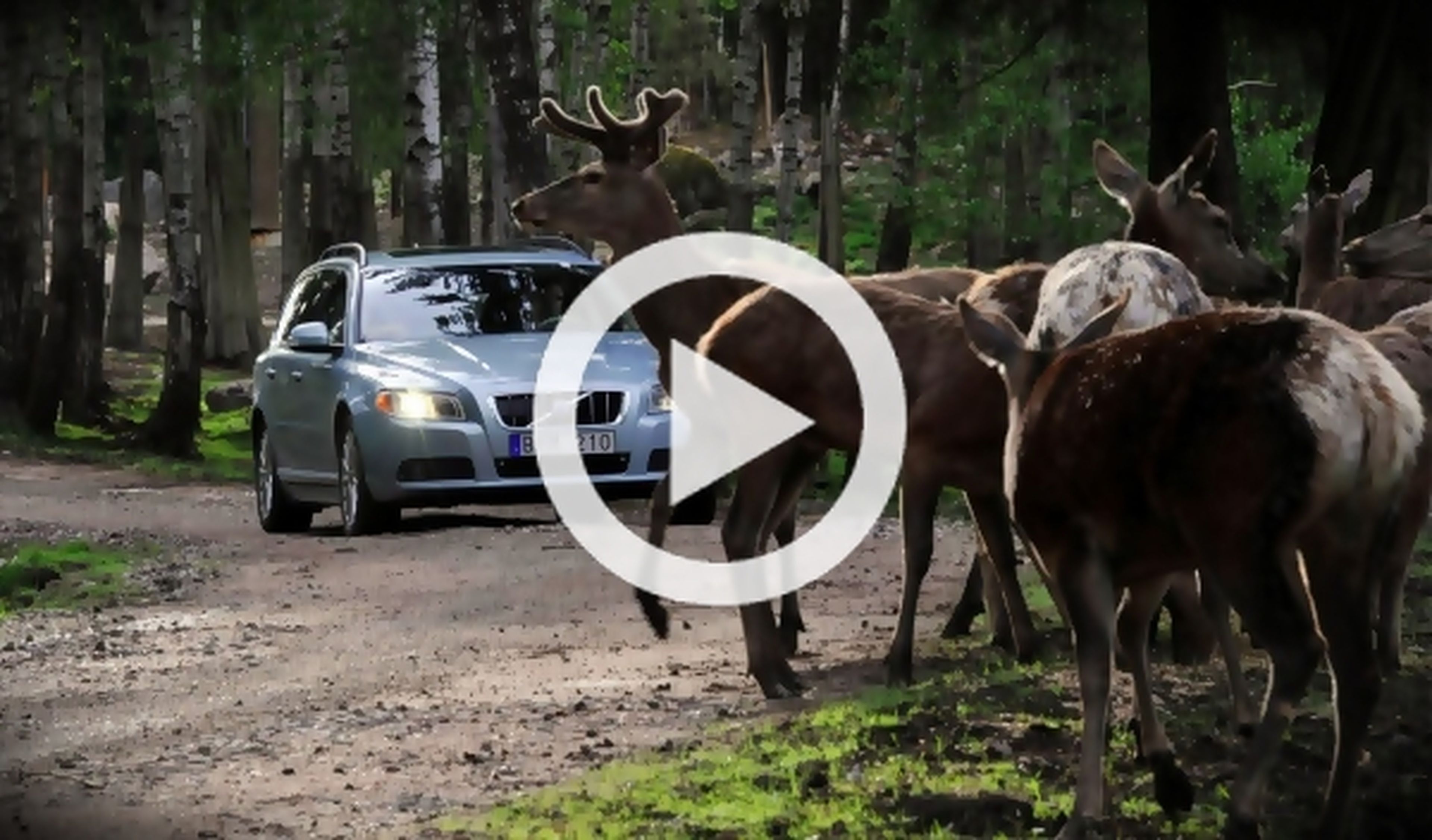 Vídeo: atropella a dos ciervos y es arrastrada por su coche