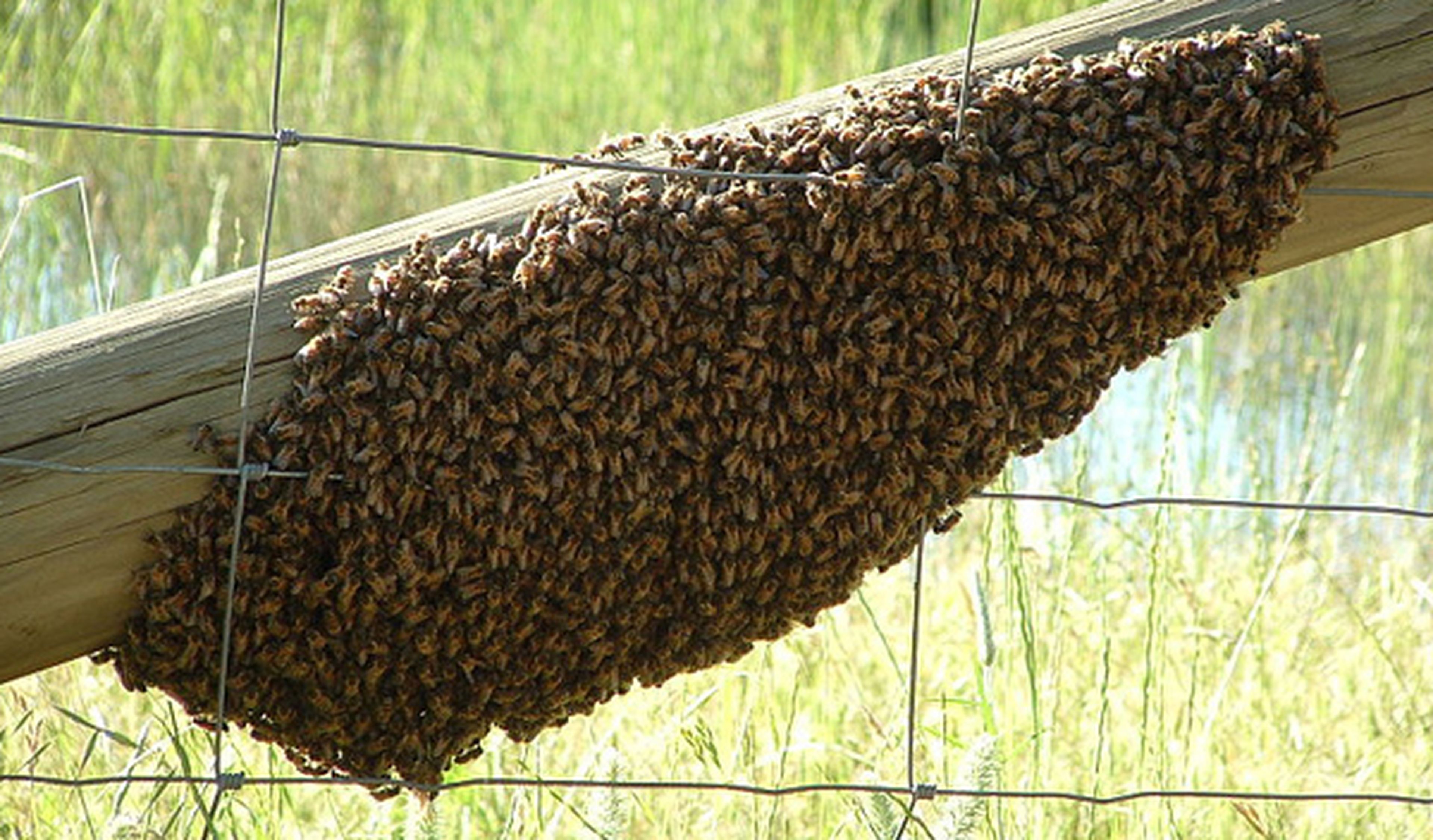 De terror: un Micra aparece cubierto por 20.000 abejas