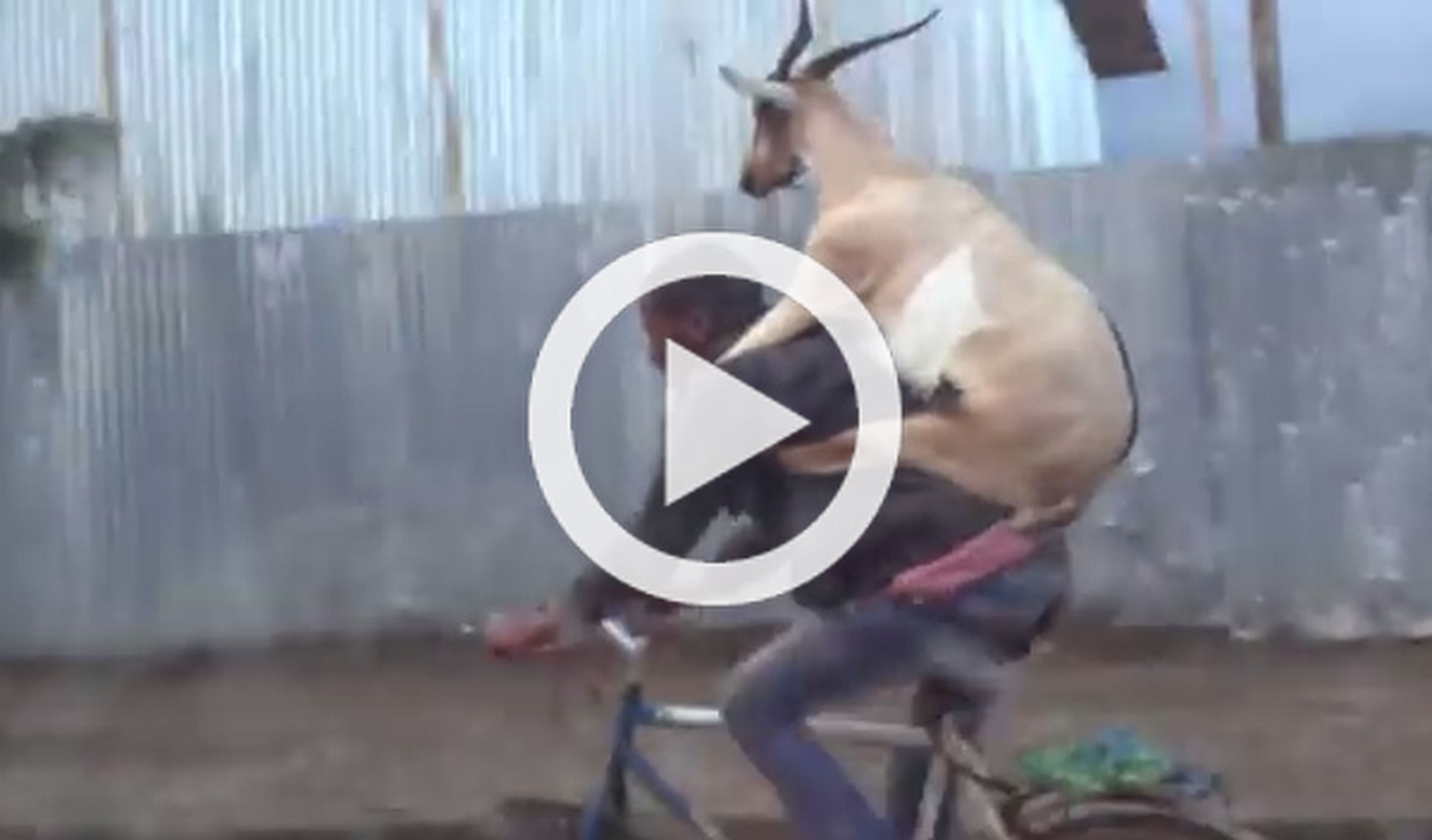 Una cabra, de copiloto en una bicicleta