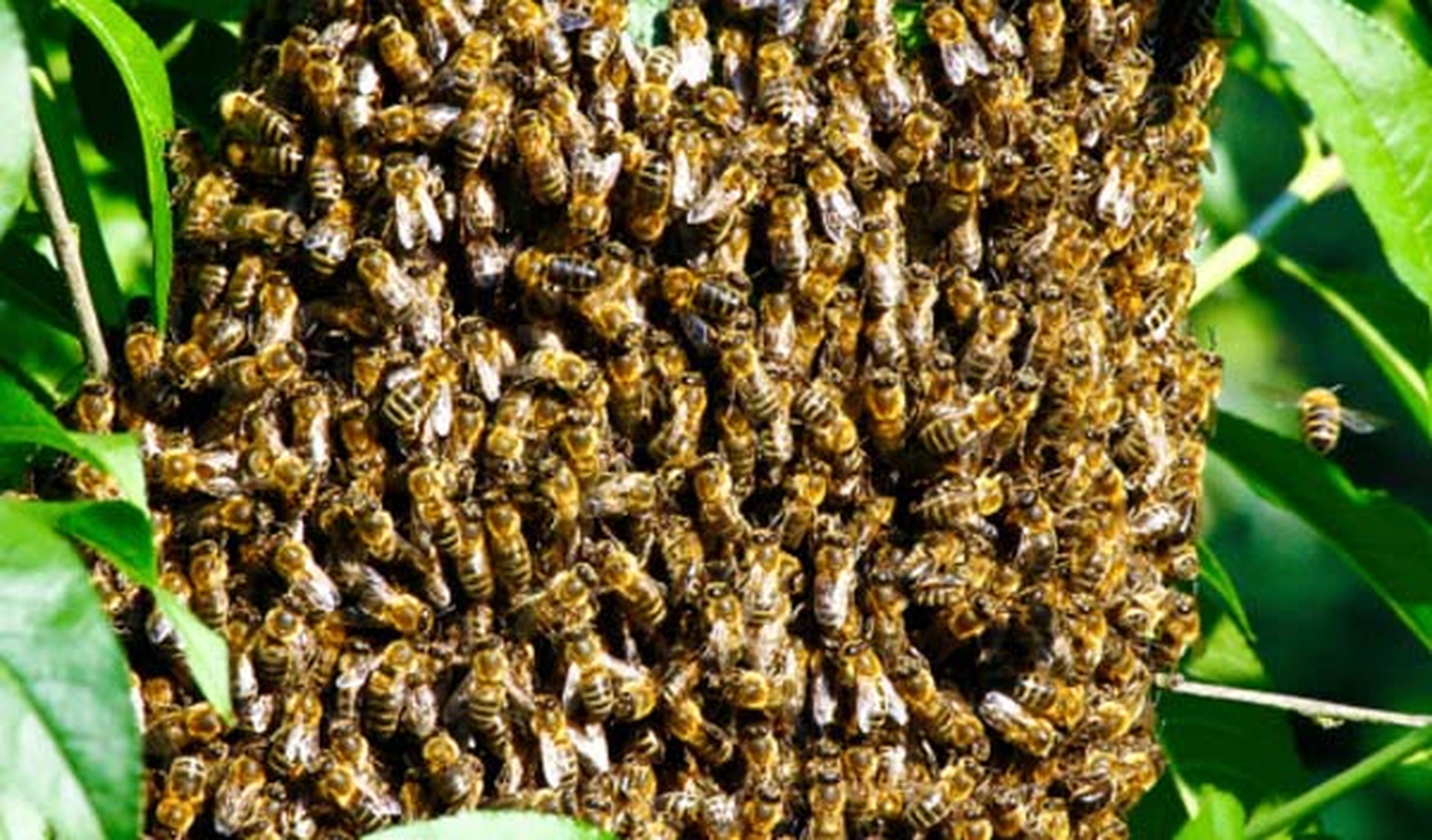muere-tras-chocar-contra-casa-llena-abejas