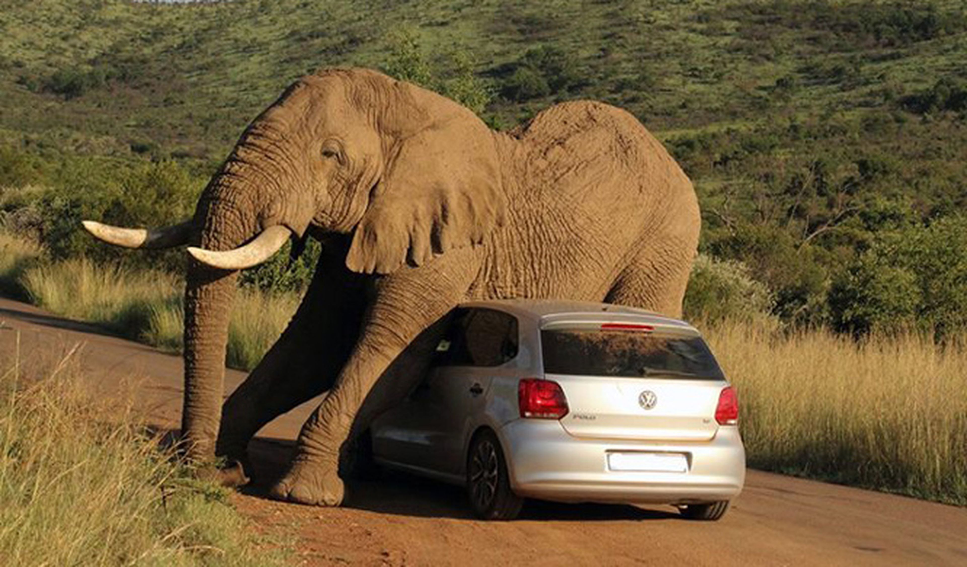 Un gigantesco elefante se rasca contra un Volkswagen Polo