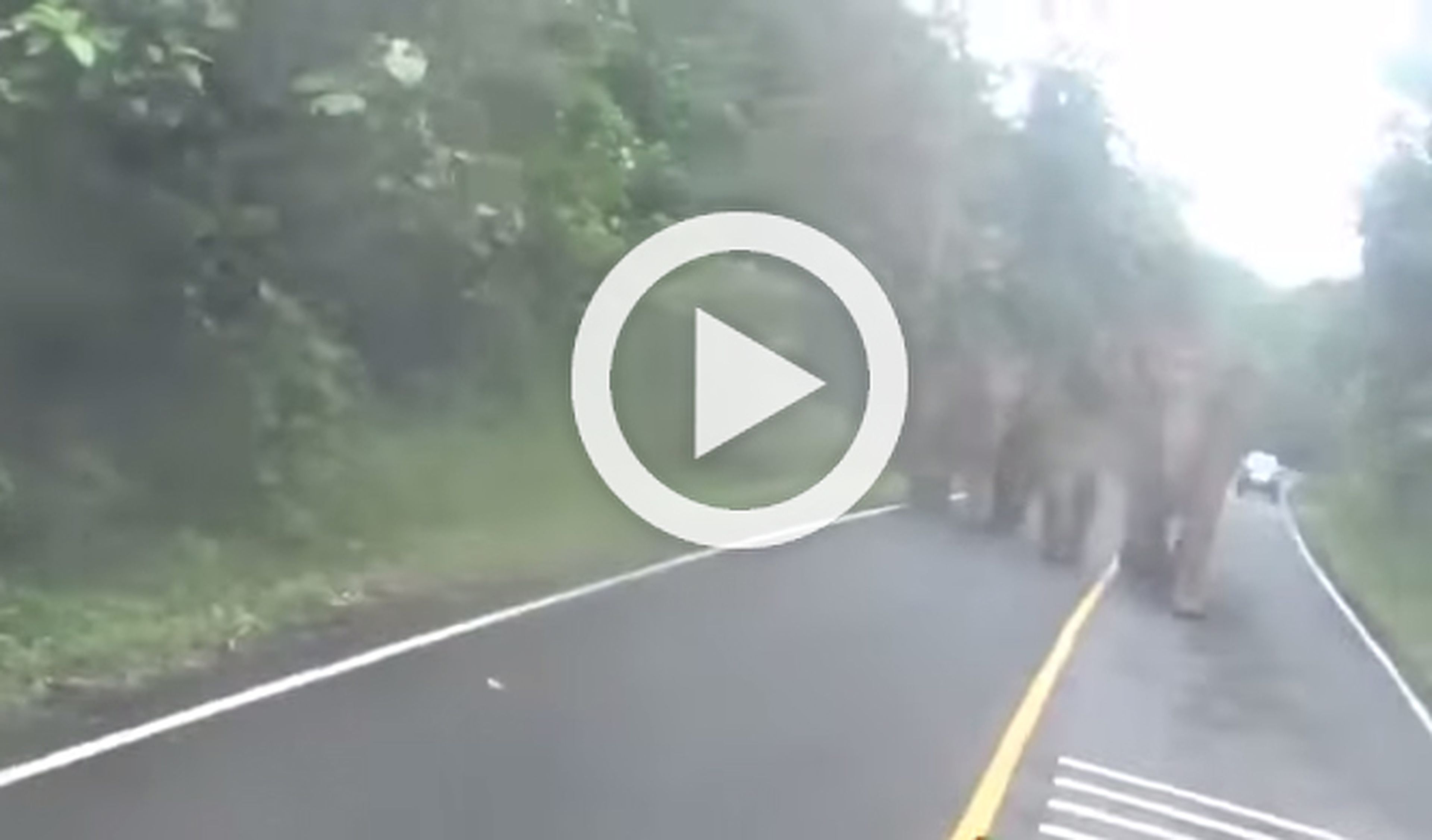 Vídeo: una manada de elefantes persigue a un motorista