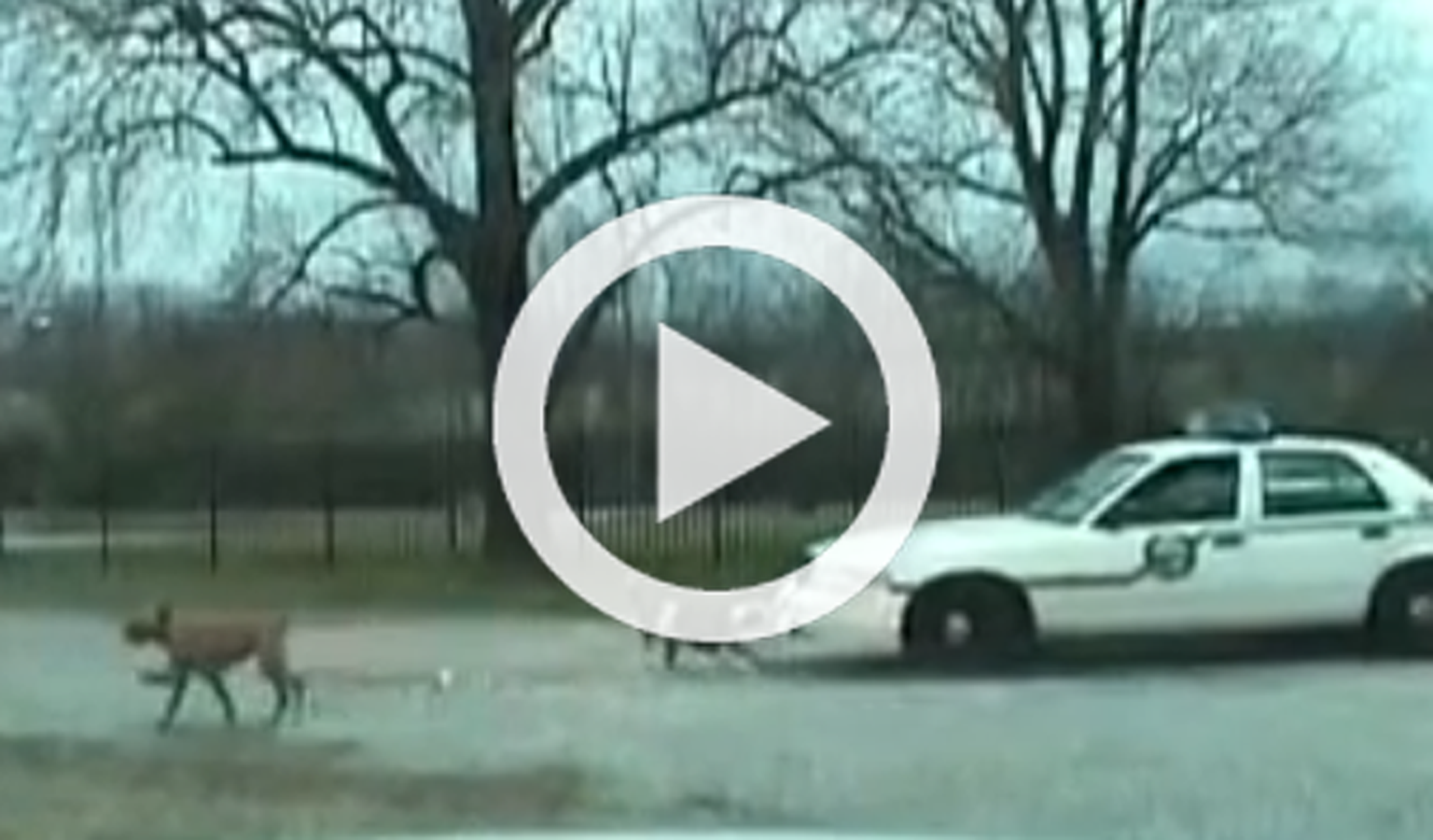 Un perro destrroza el paragolpes de un coche de Policía
