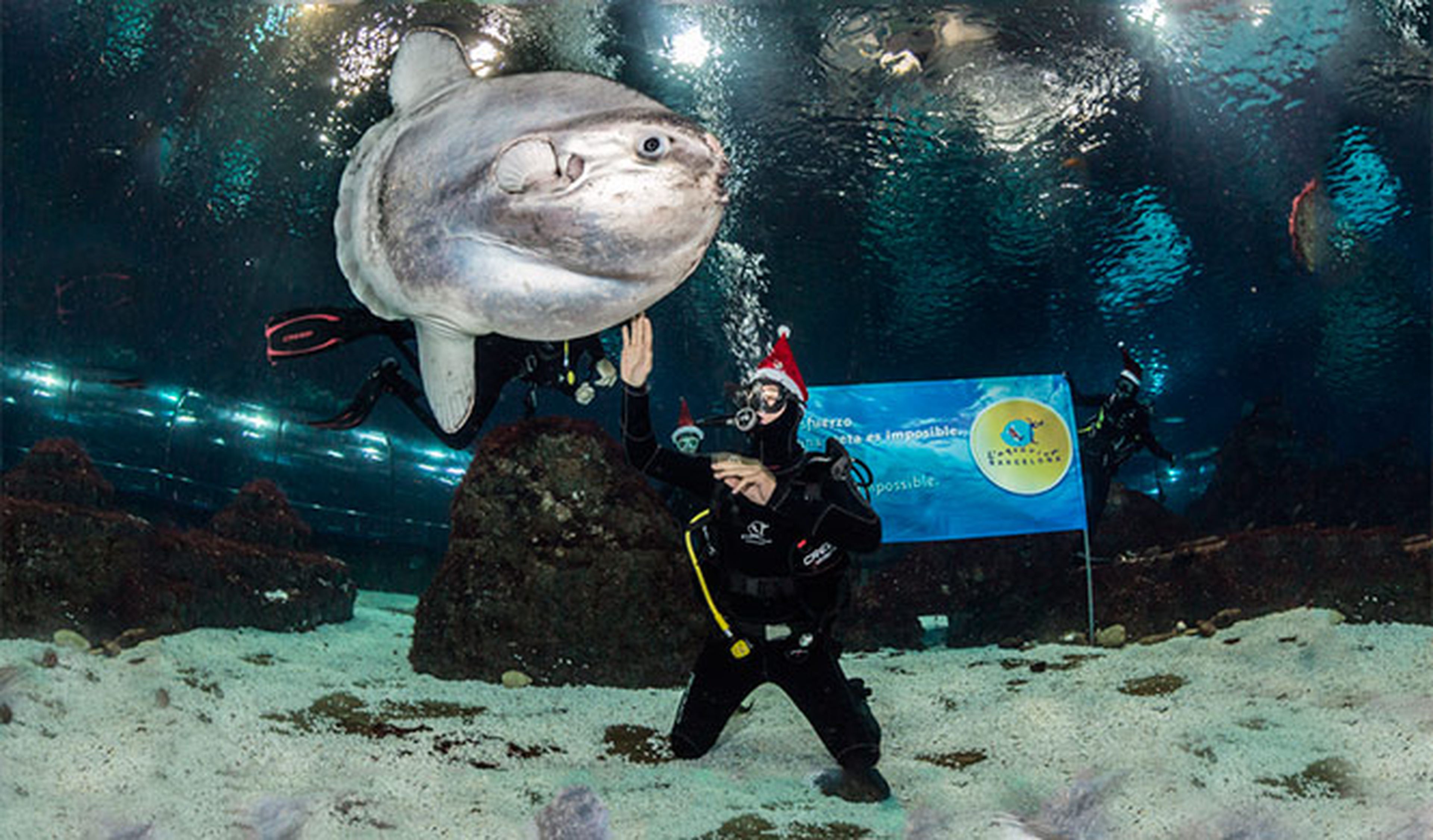 Marc Coma felicita las Navidades entre tiburones