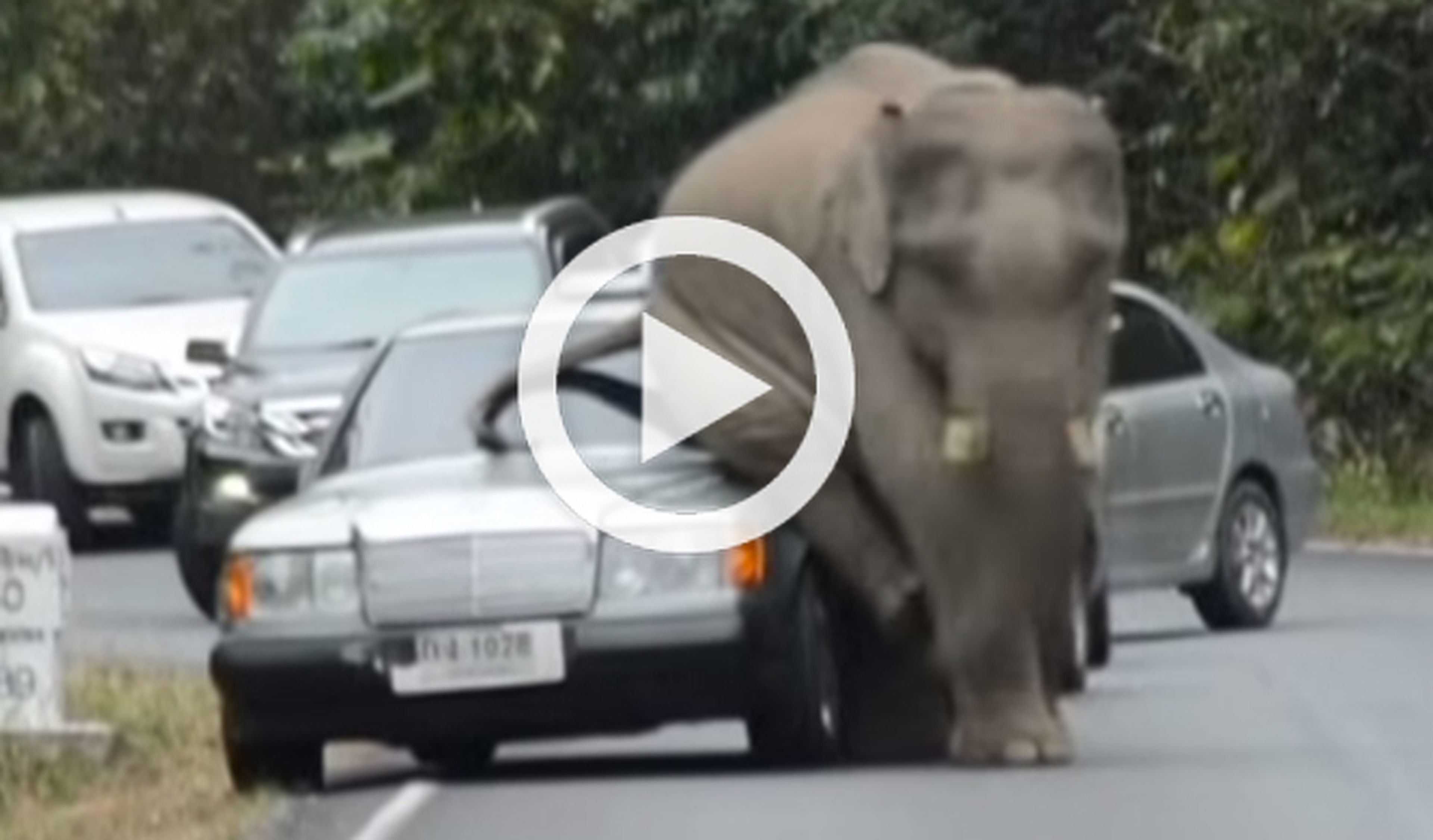 Un elefante con picores destroza varios coche al rascarse