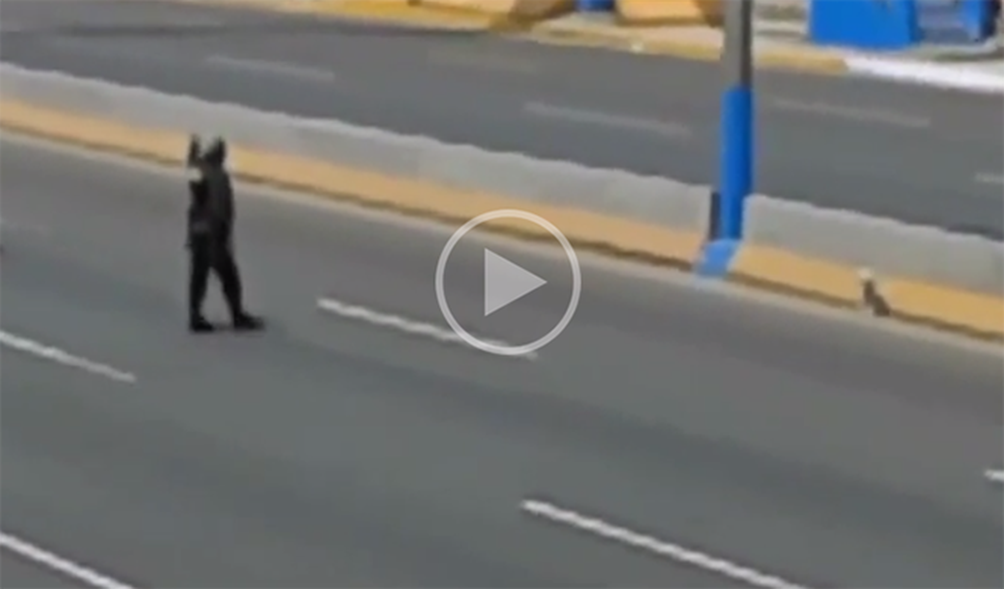 Vídeo: un policía para el tráfico para ayudar a un perro