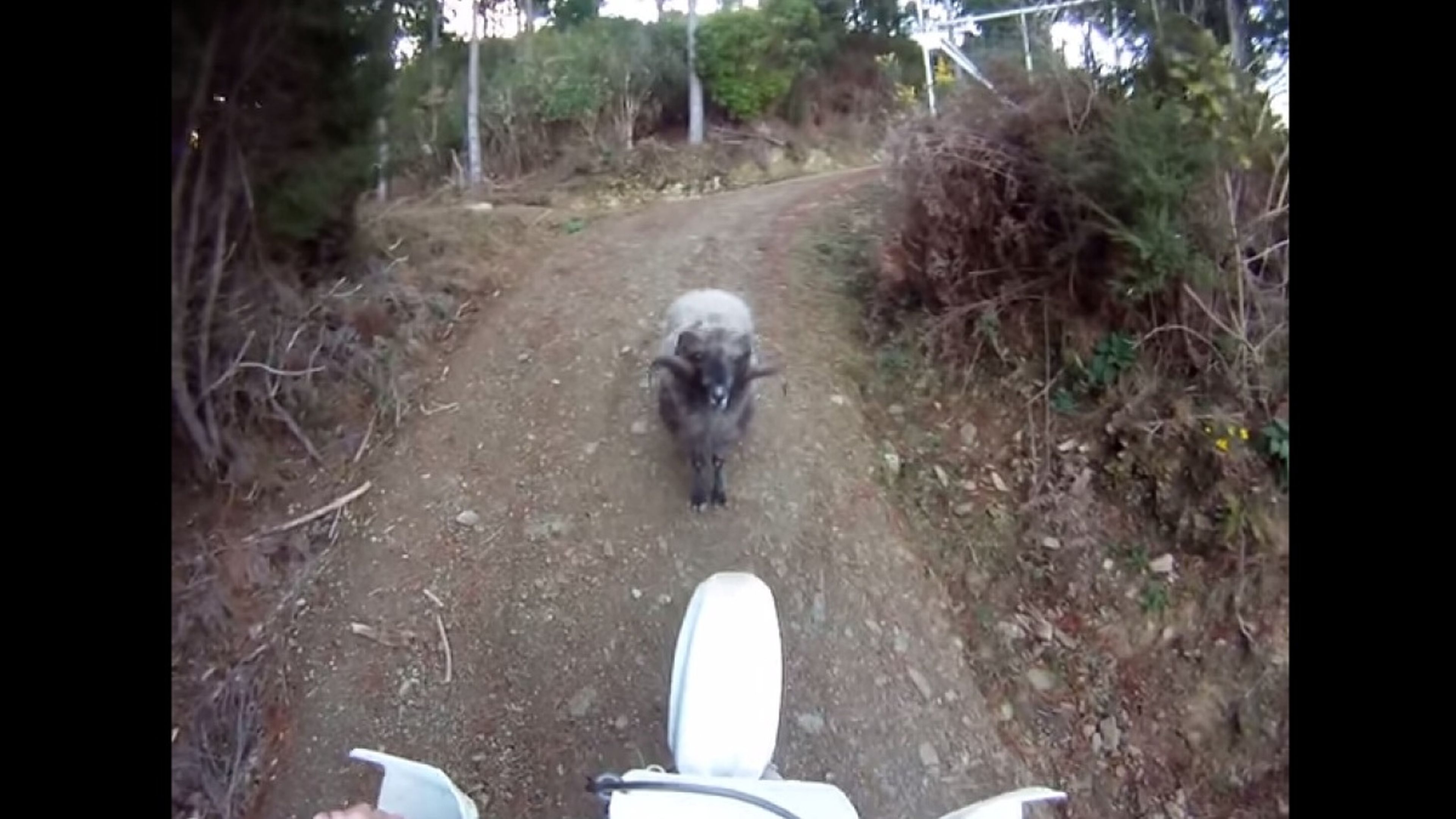 Vídeo: una cabra golpea a un motorista y le tira de su moto