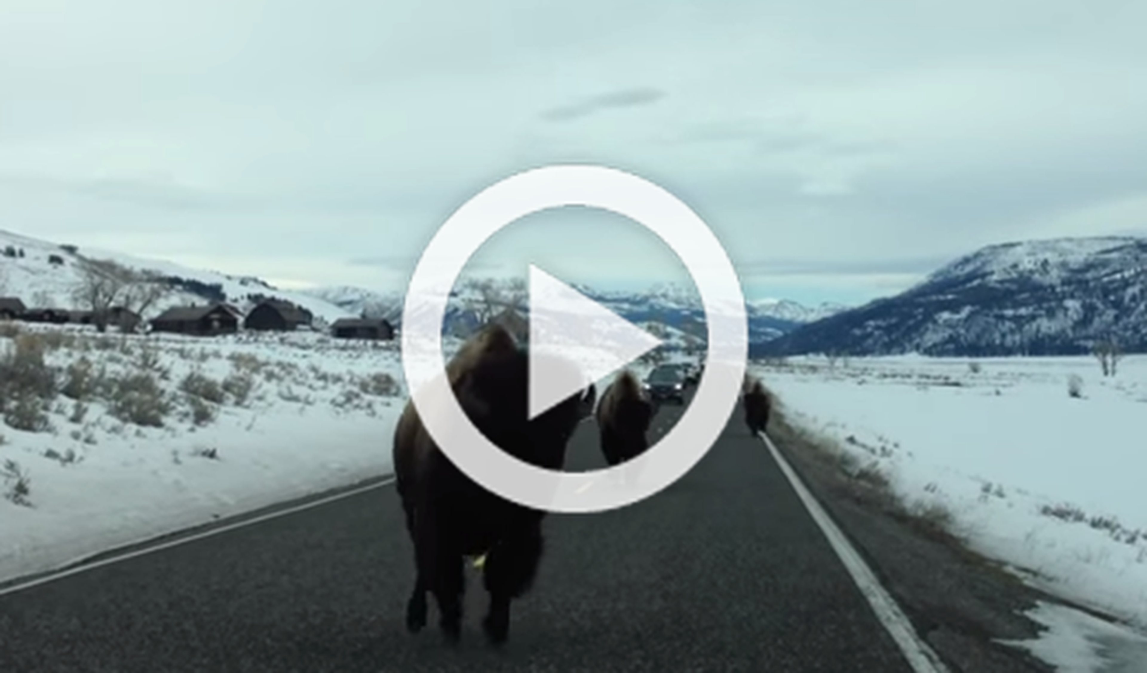 Vídeo: un bisonte ataca en un coche en un parque natural
