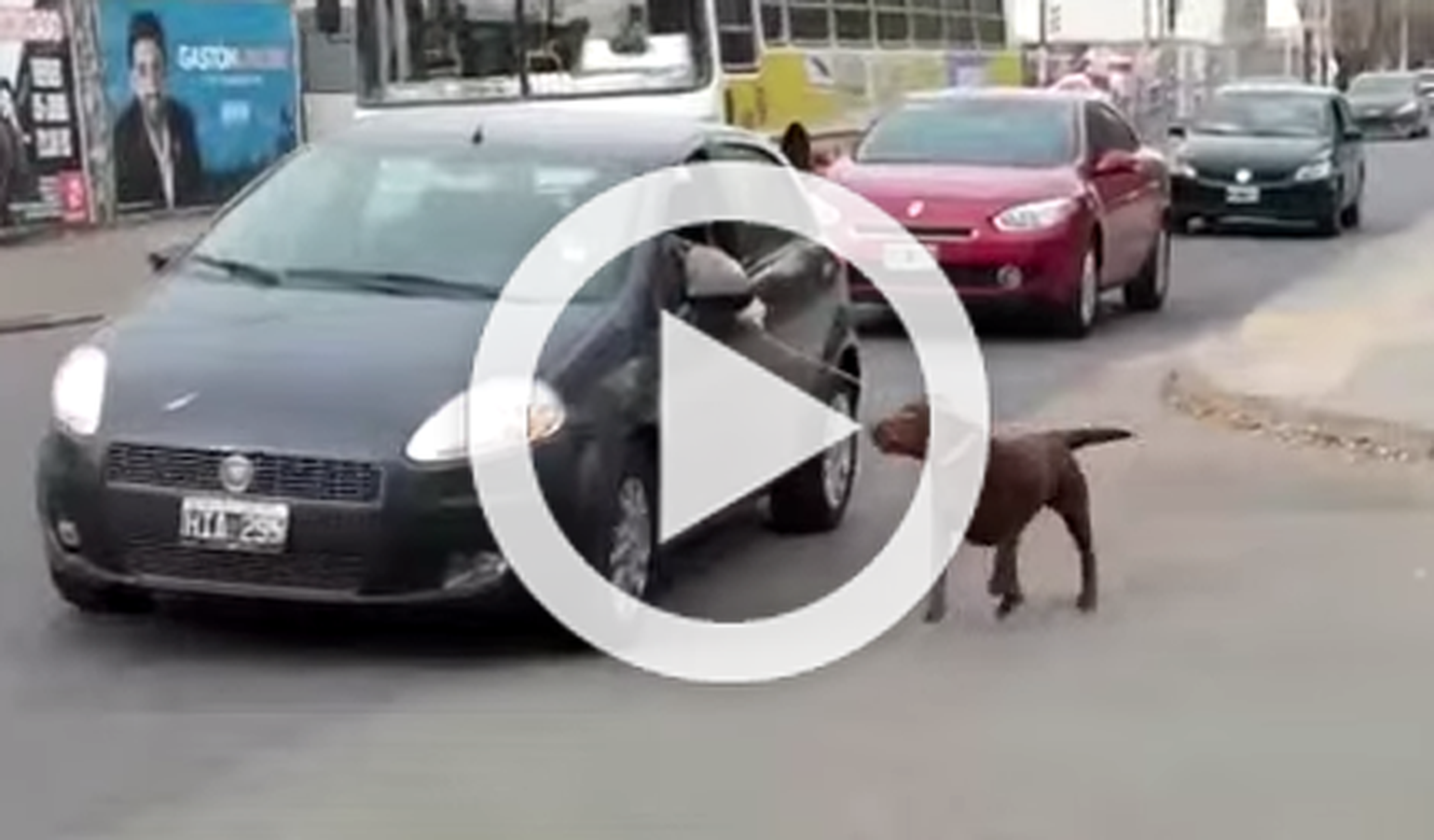 Vídeo: no saques así a tu perro o te caerá una multa