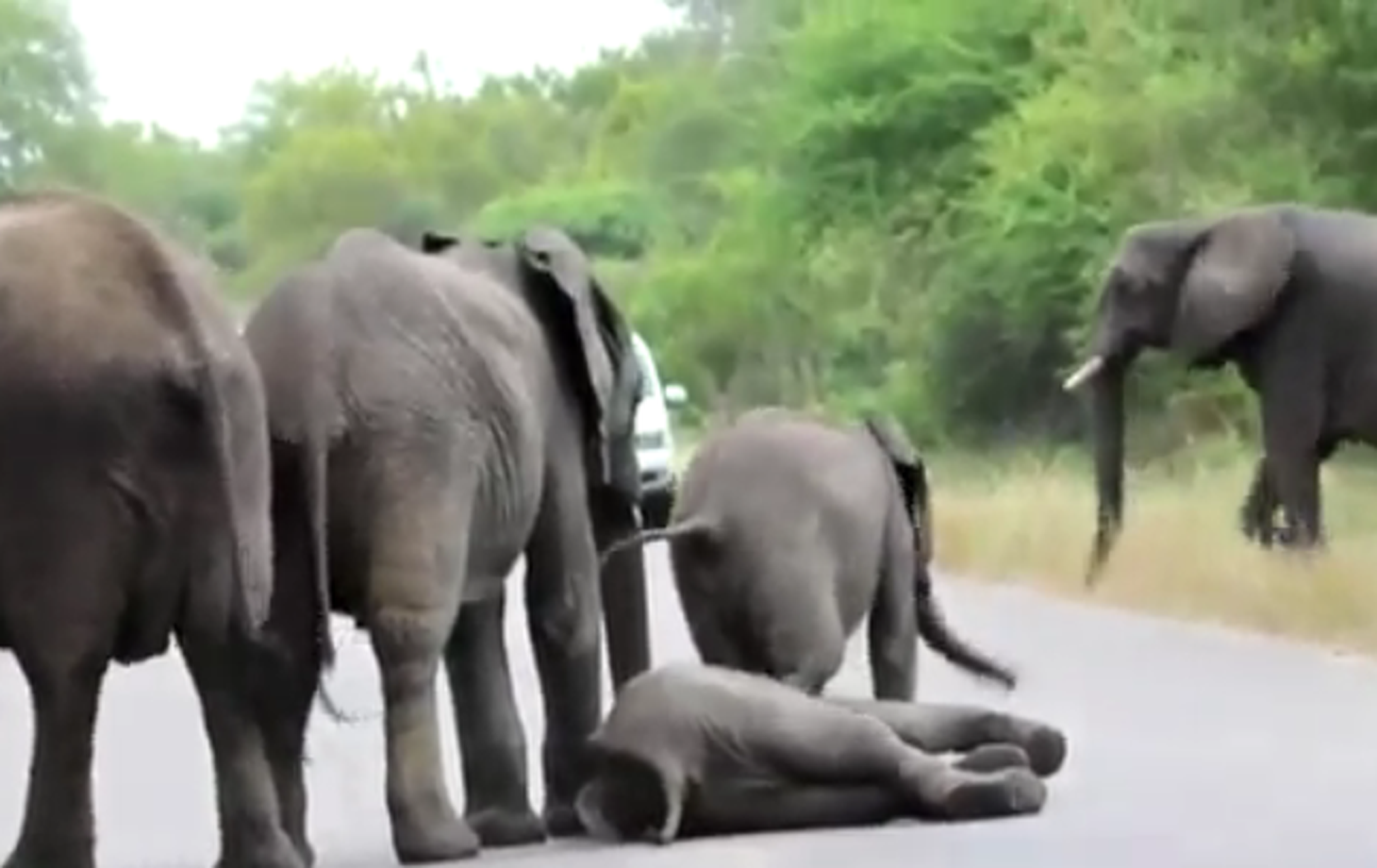 Dos elefantes cortan la carretera para...