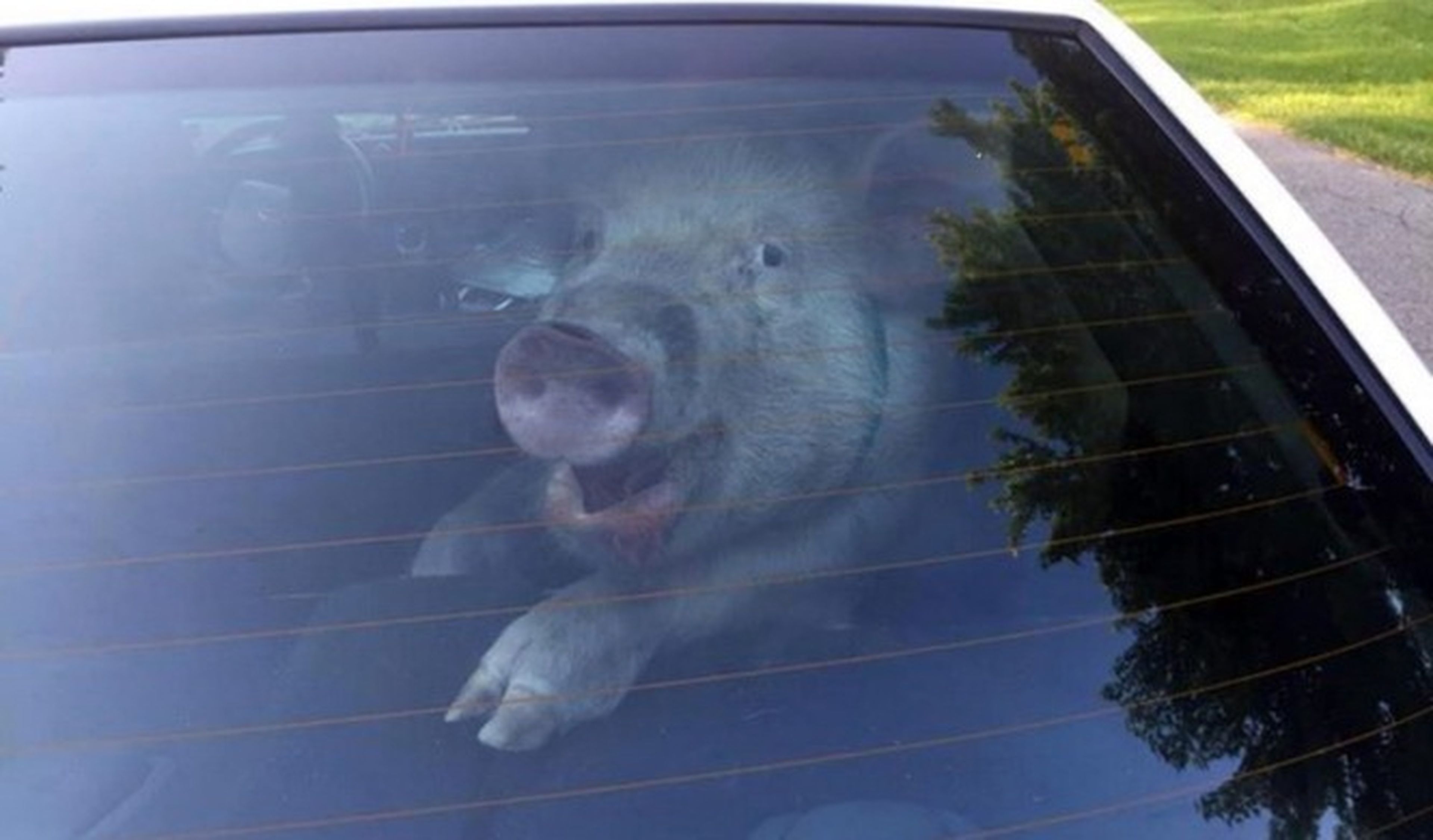 El cerdo 'detenido' en un coche de policía