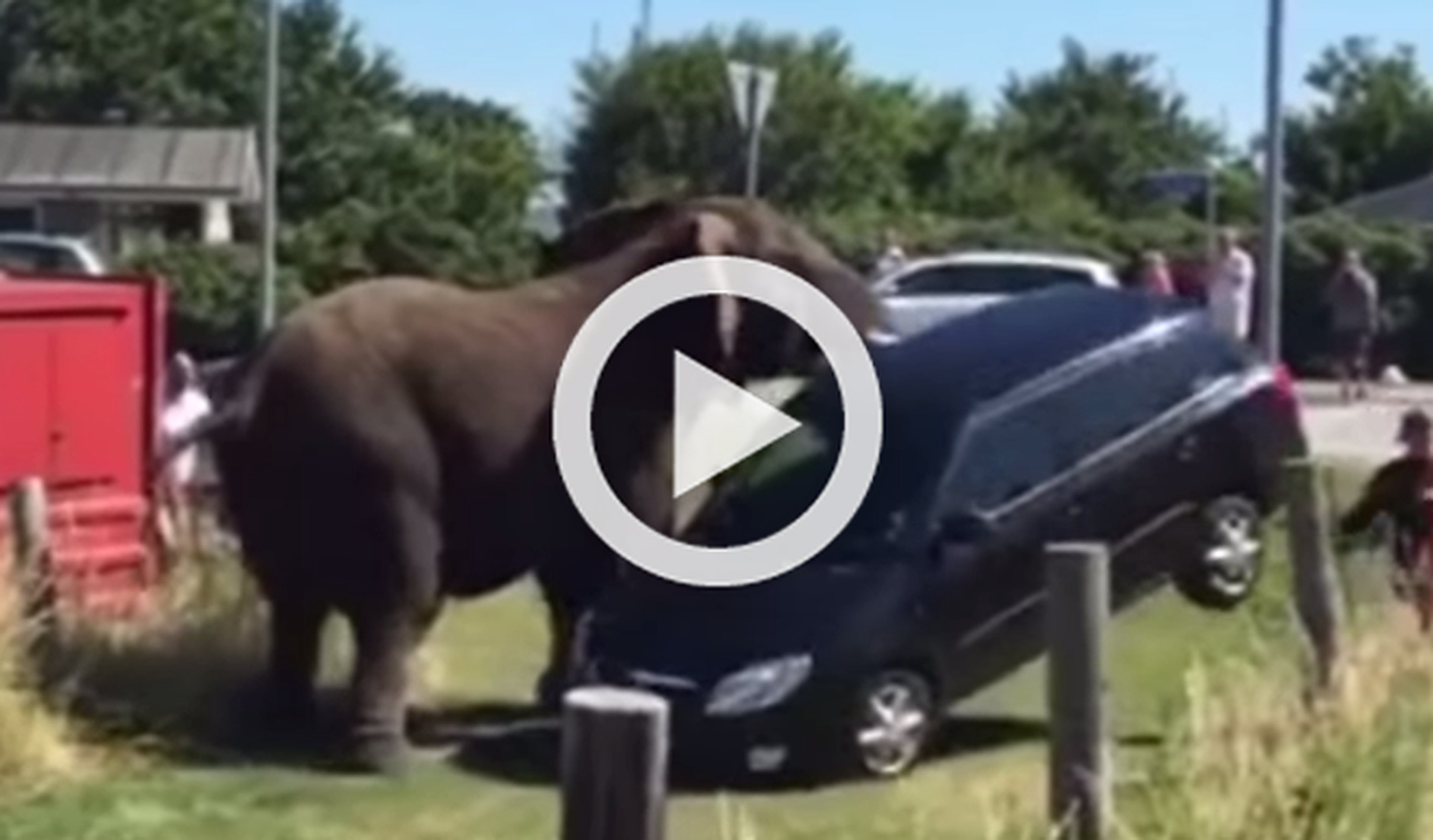 Un elefante se escapa del circo y destroza un coche