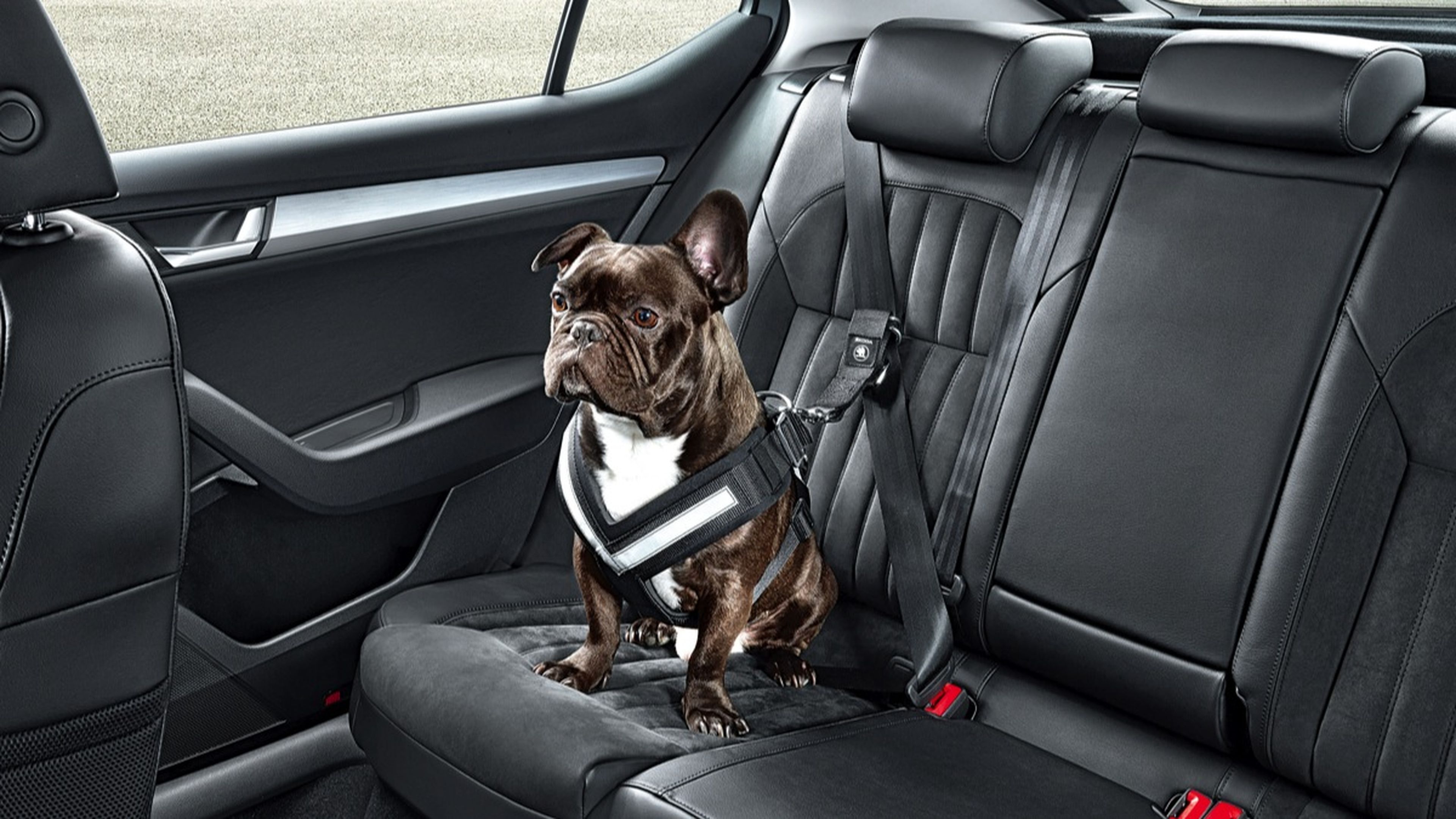 El cinturón de seguridad para perros