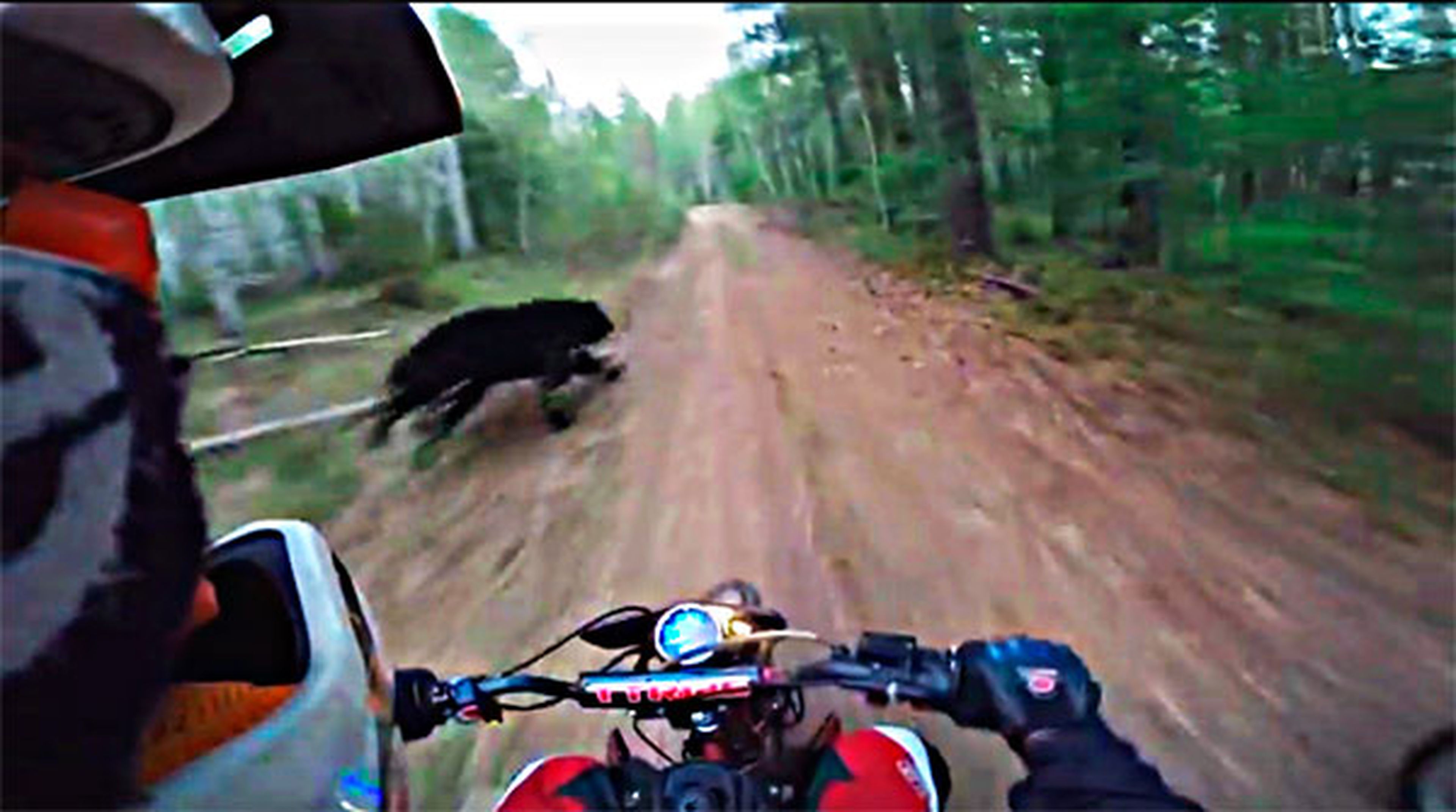 Video: haciendo enduro con un.. ¡oso!