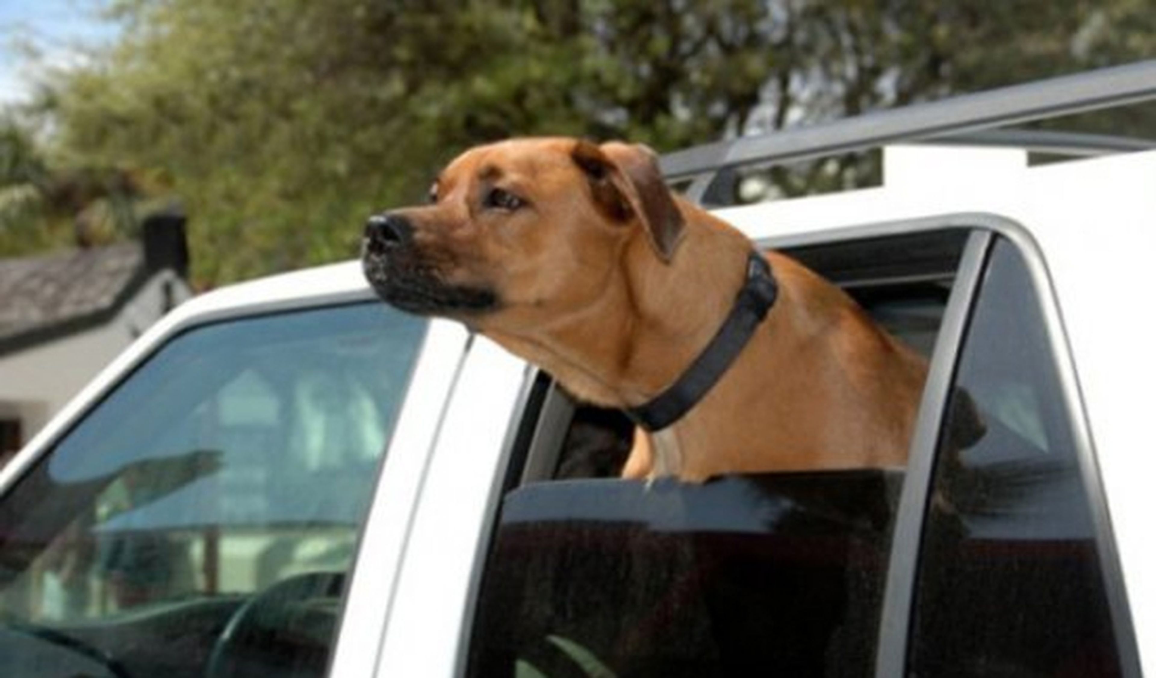 Una jauría de perros salvajes ‘devora’ un Toyota RAV4