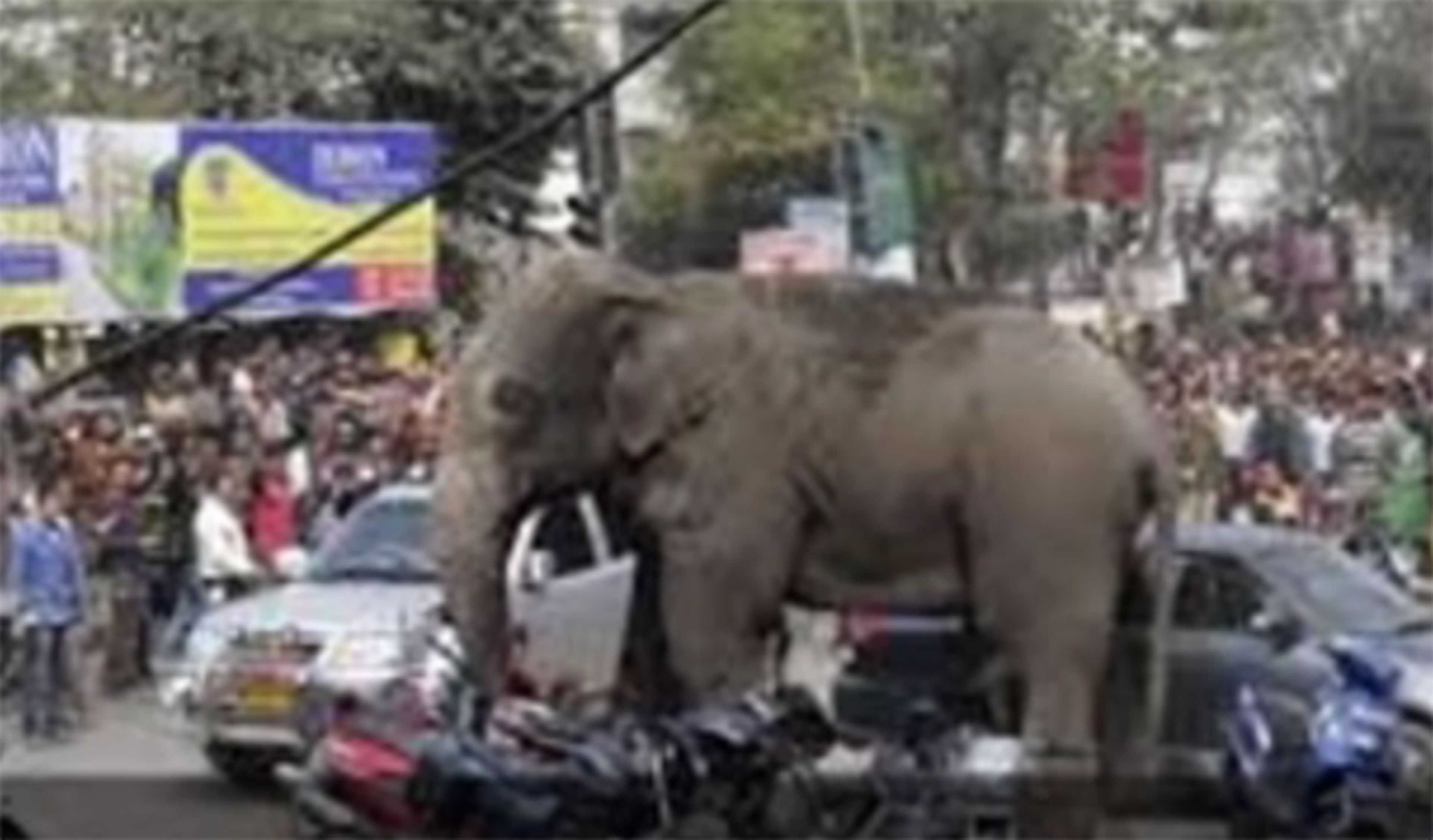 Un elefante despechado aplasta 15 coches en China