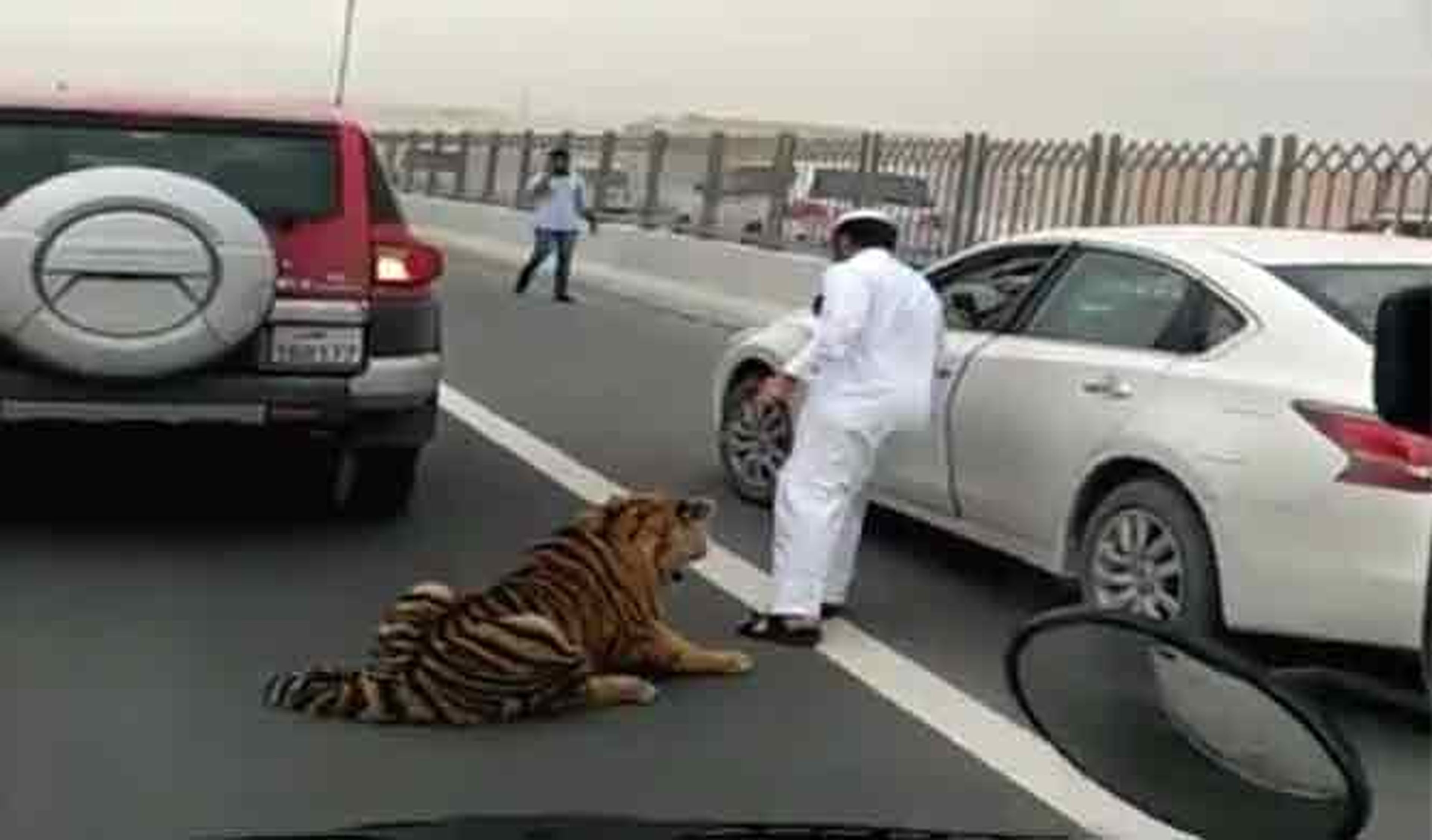 Vídeo: un tigre, suelto por una carretera de Qatar