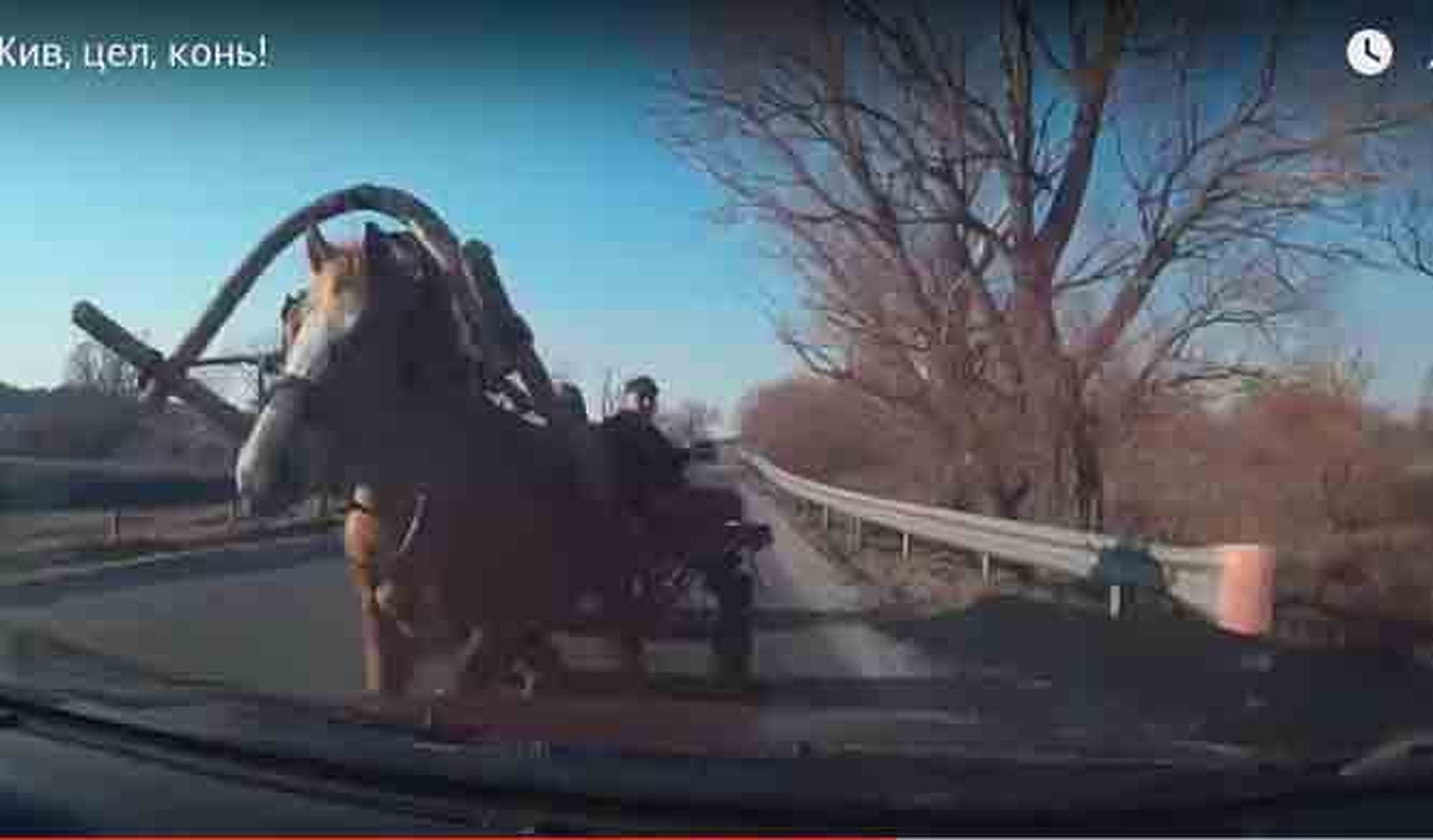 Vídeo: un caballo choca de frente con un coche