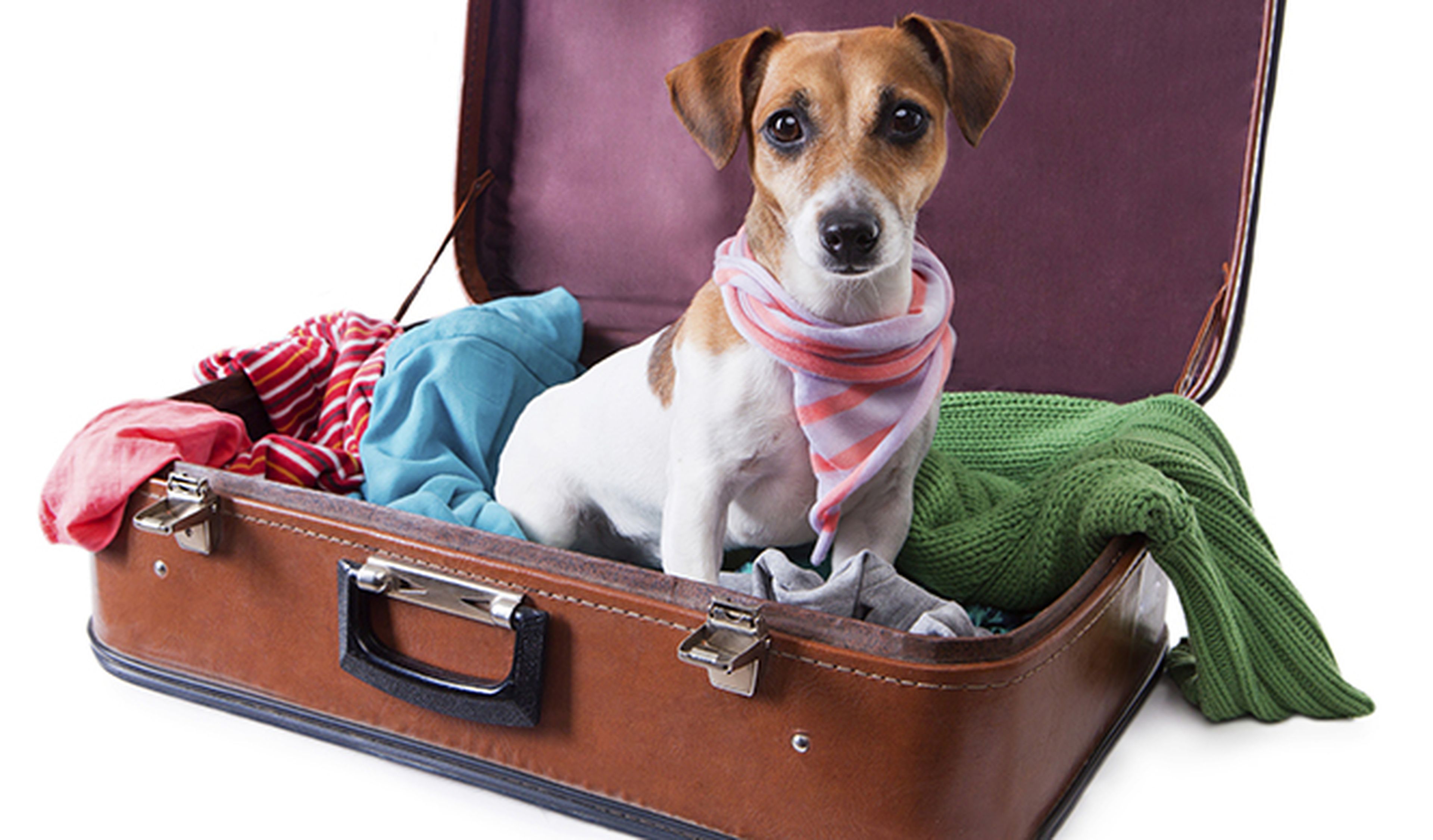 Cómo llevar a tu mascota de viaje de forma segura y legal