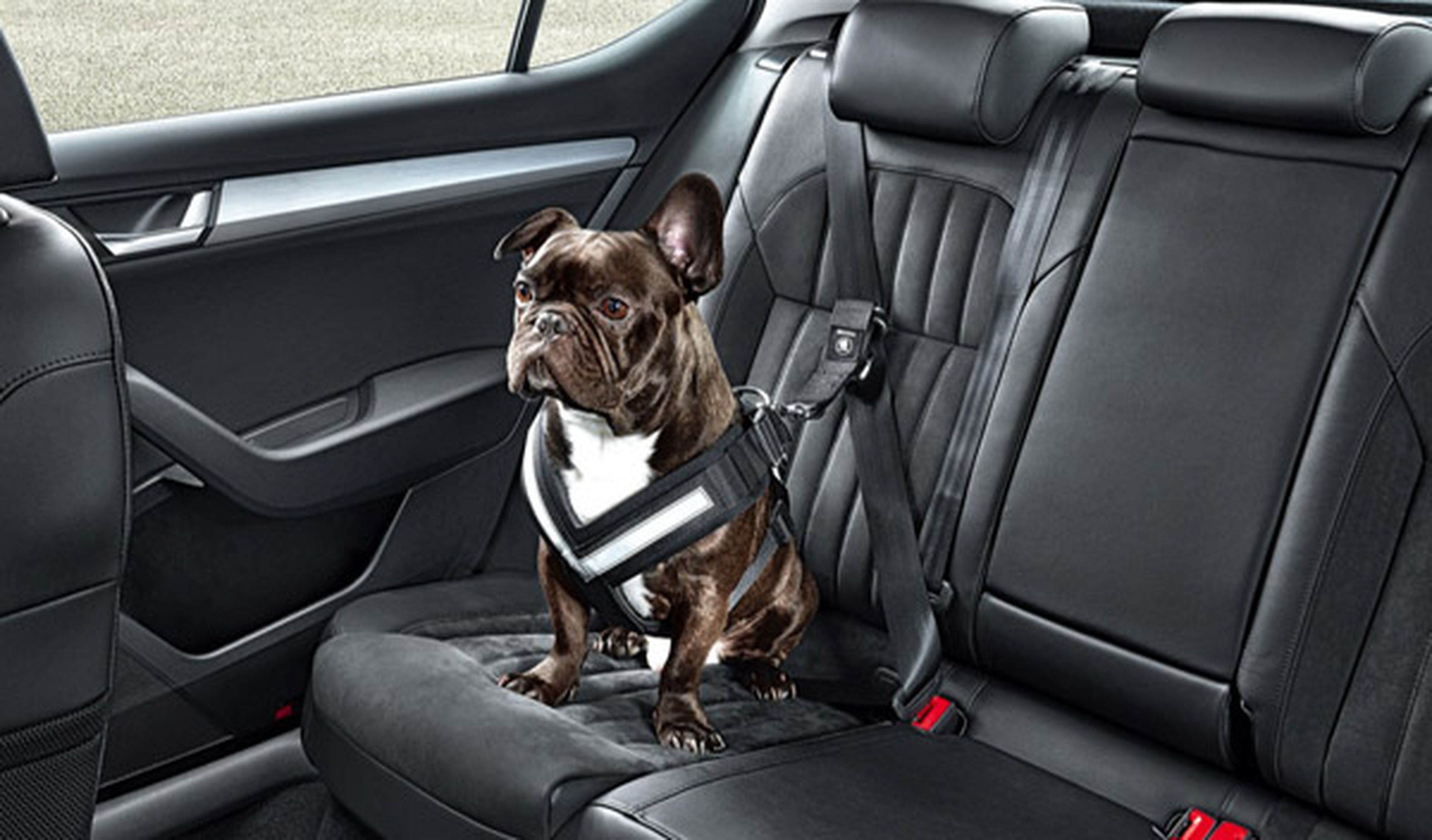 Cómo llevar a tu mascota de viaje de forma segura y legal