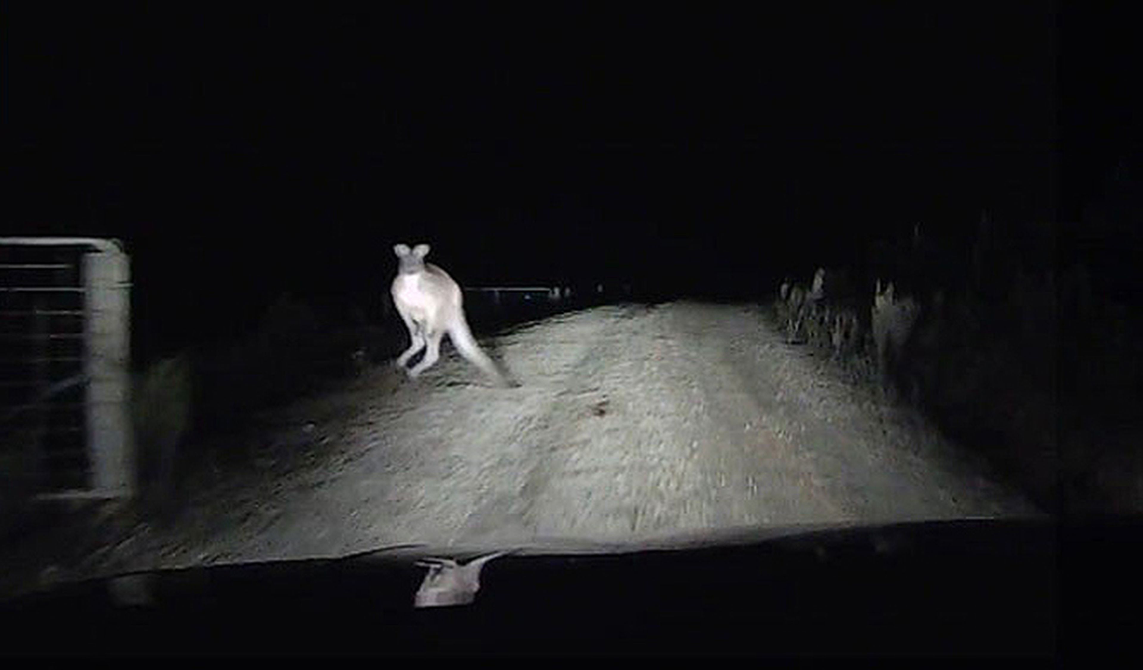 Un canguro ataca a un conductor en Australia