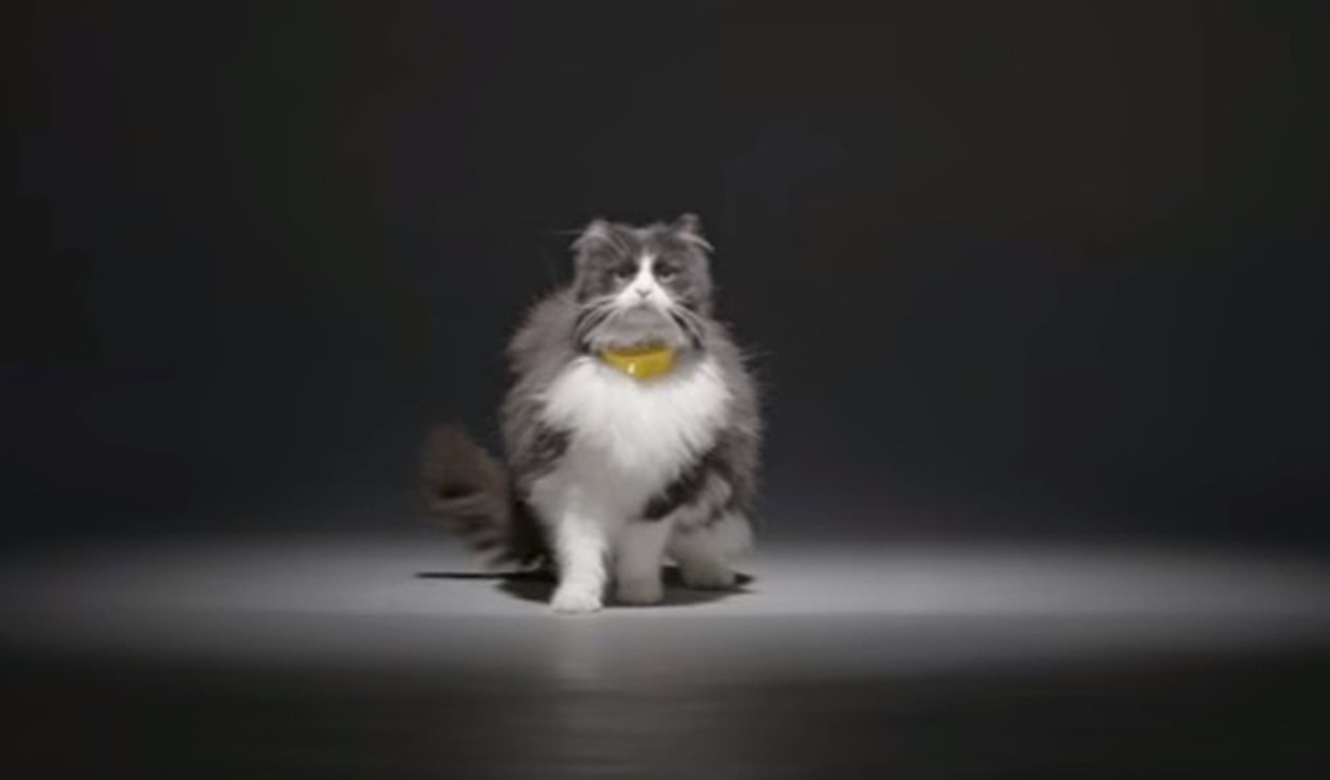 catterbox collar traduce maullidos gatos