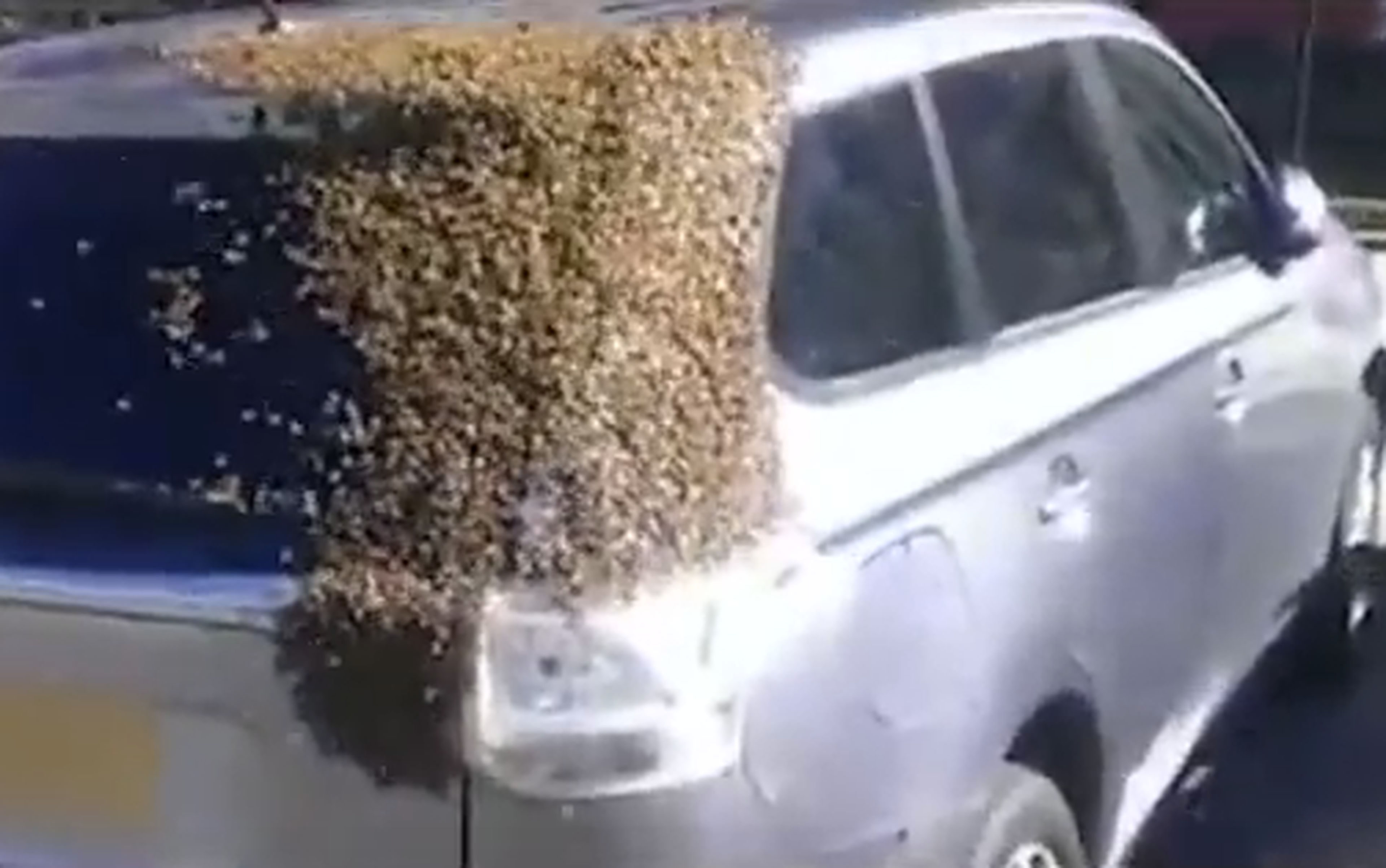 Vídeo: un Mitsubishi Outlander, invadido por abejas