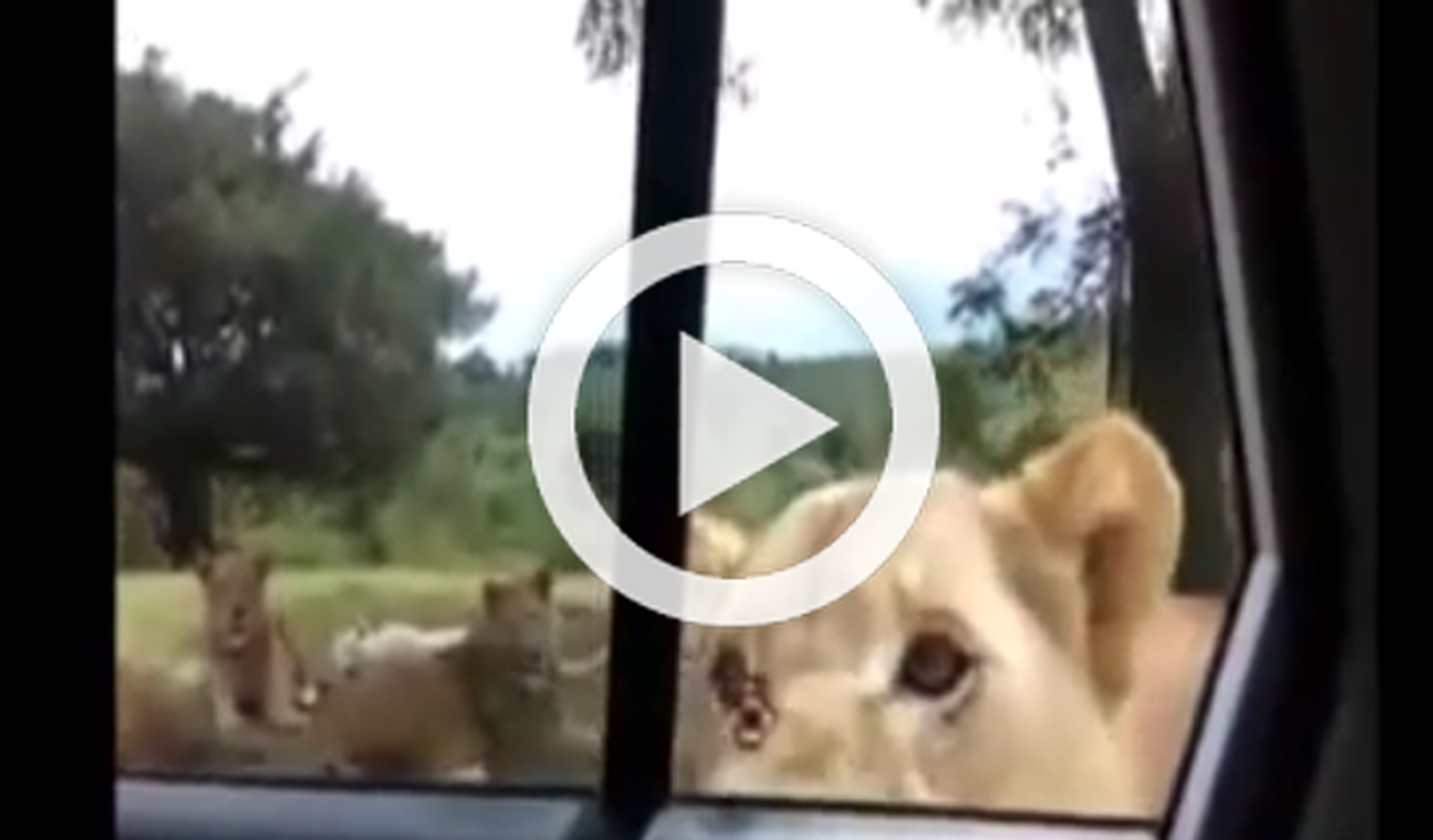 Vídeo: un león abre la puerta de un coche durante un safari