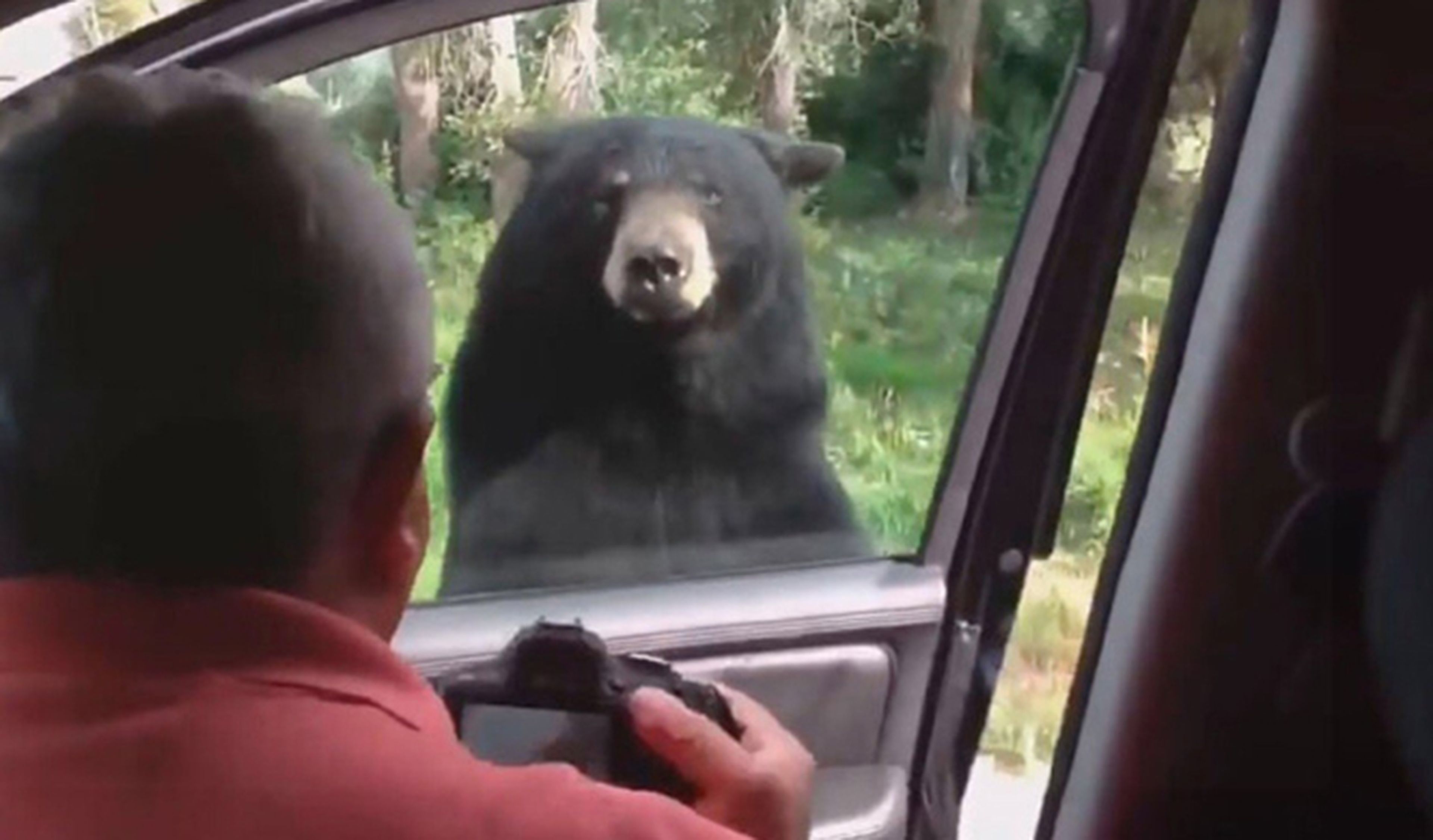 Vídeo: un oso abre la puerta de un coche en Yellowstone