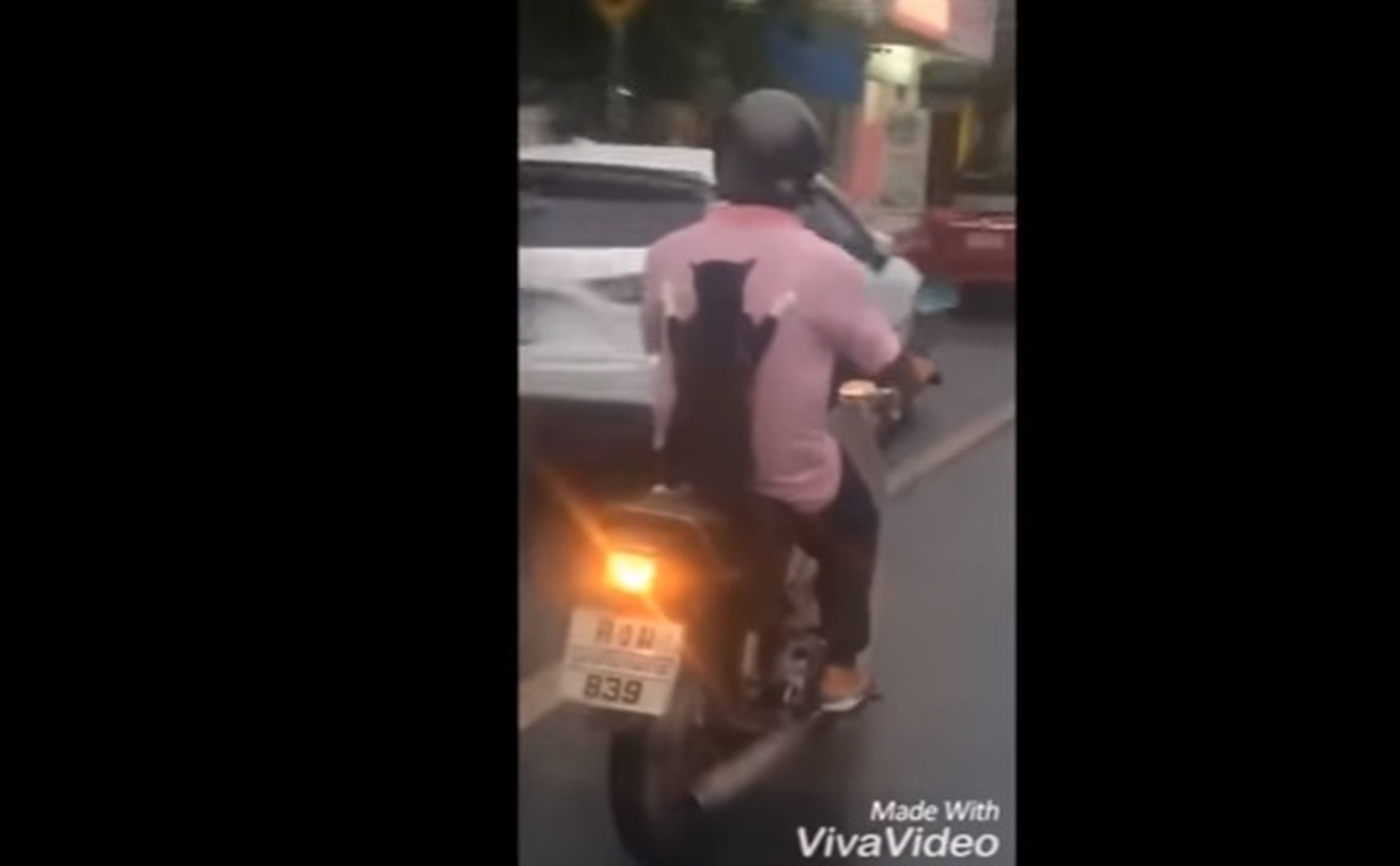 Vídeo: ¡Un gato de paquete en un scooter!