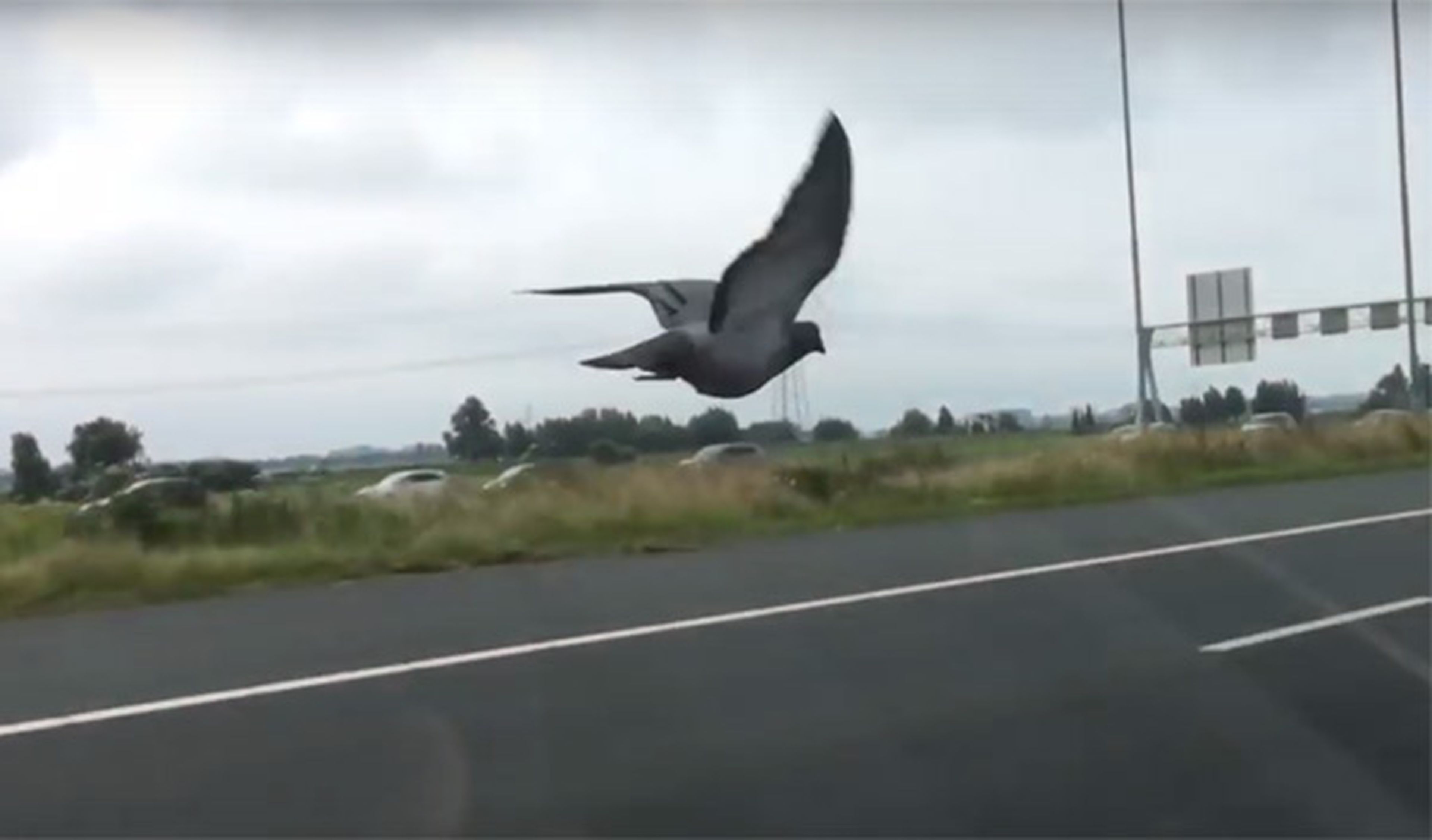 Vídeo: la paloma que es más rápida que los coches