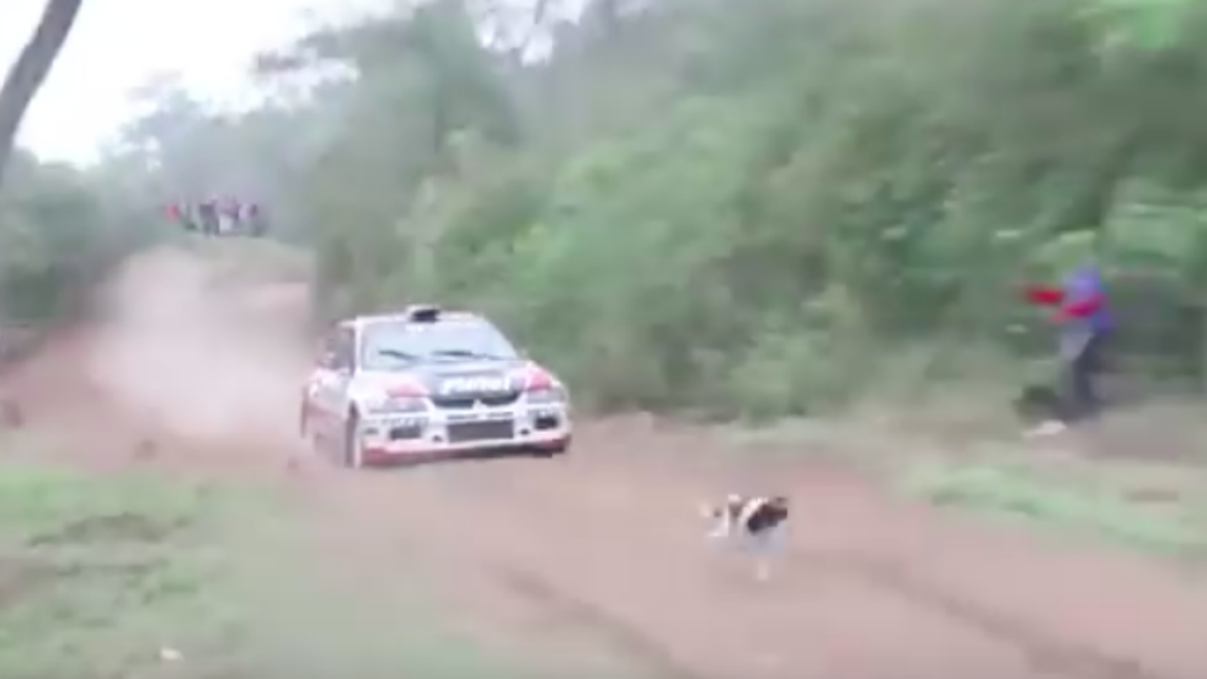 Vídeo: el afortunado perro que sobrevive en un rally