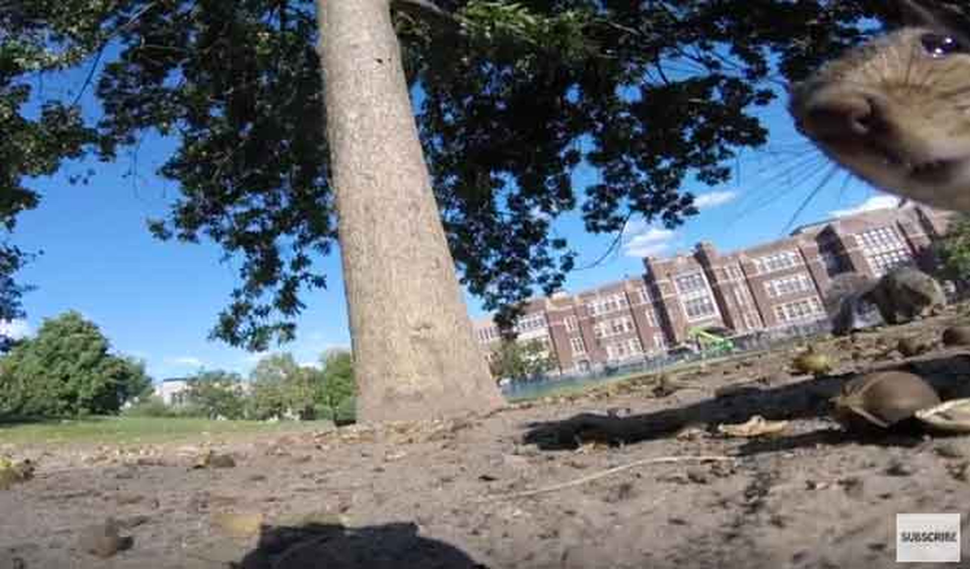 Una ardilla 'roba' una GoPro y graba el mejor vídeo del año