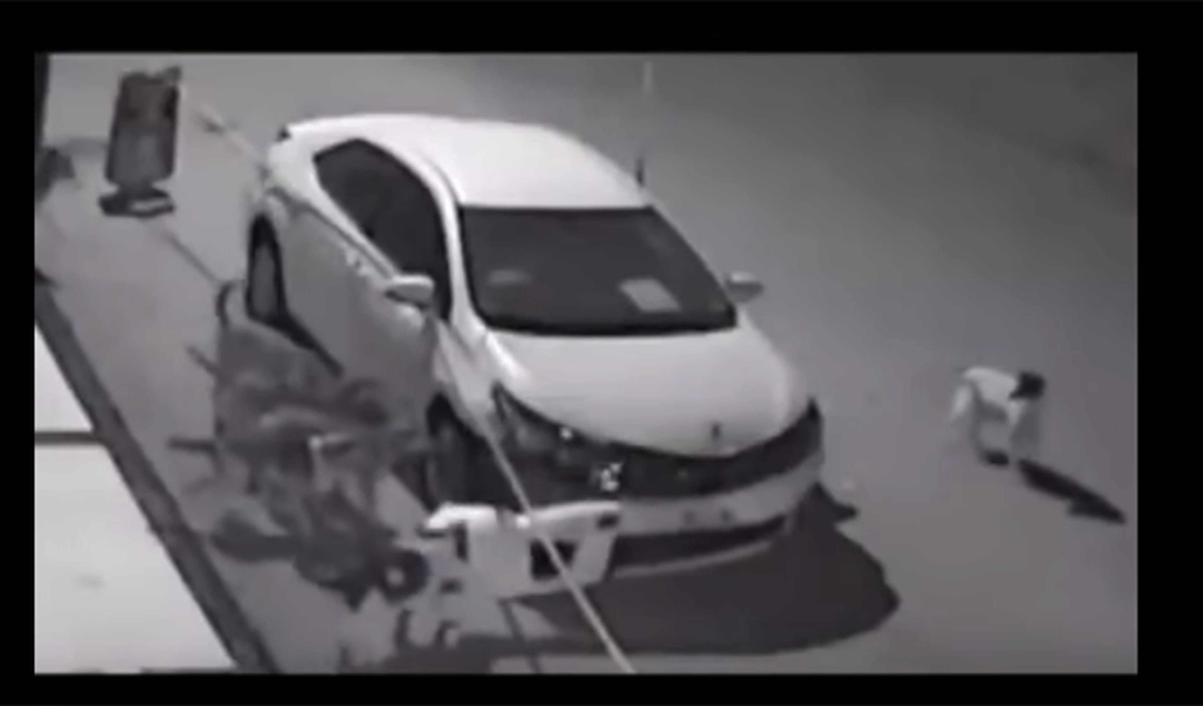 En vídeo: una manada de perros salvajes destroza un coche