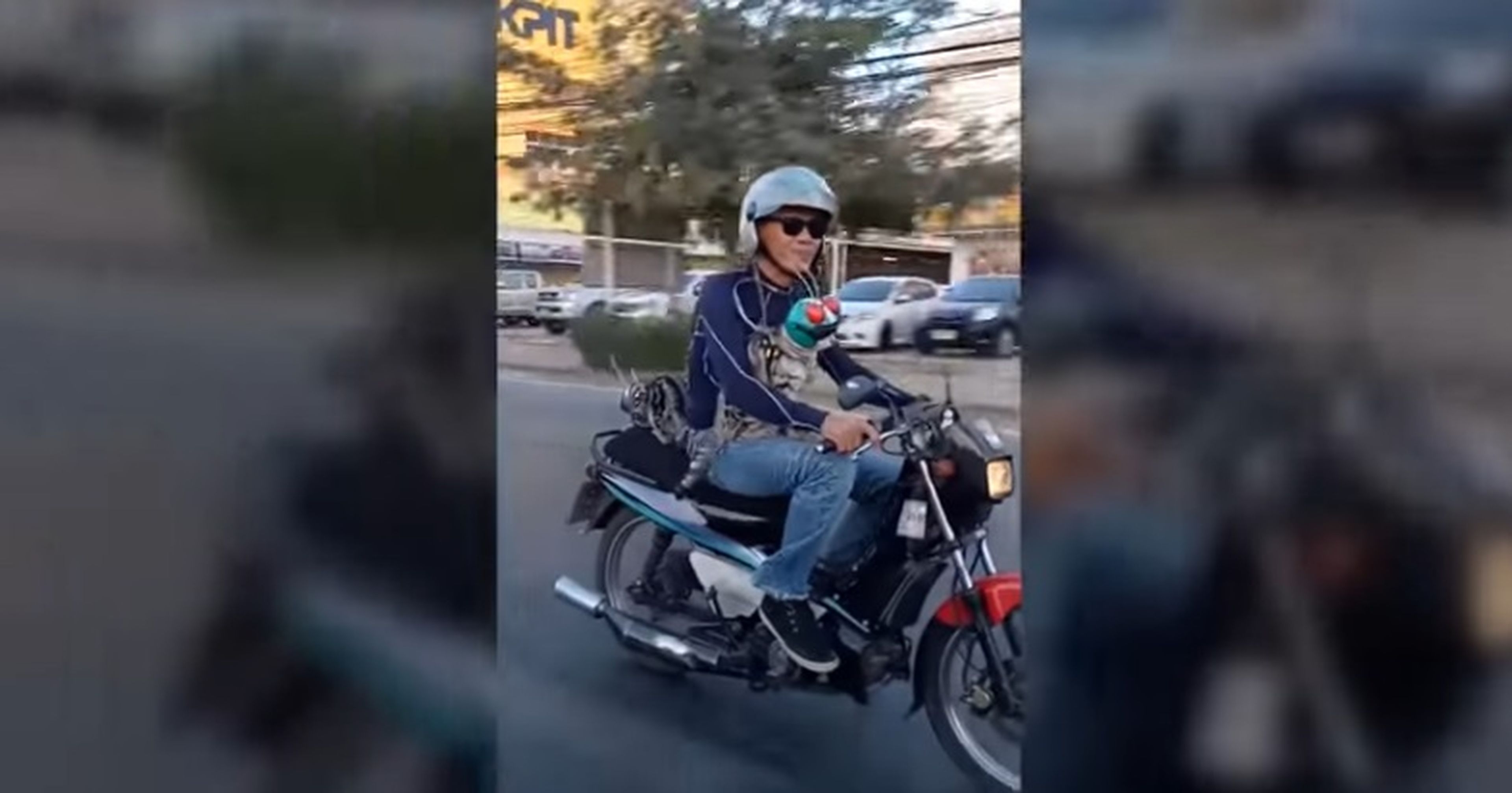 Vídeo: Dos gatos subidos en una moto ¡y con casco puesto!