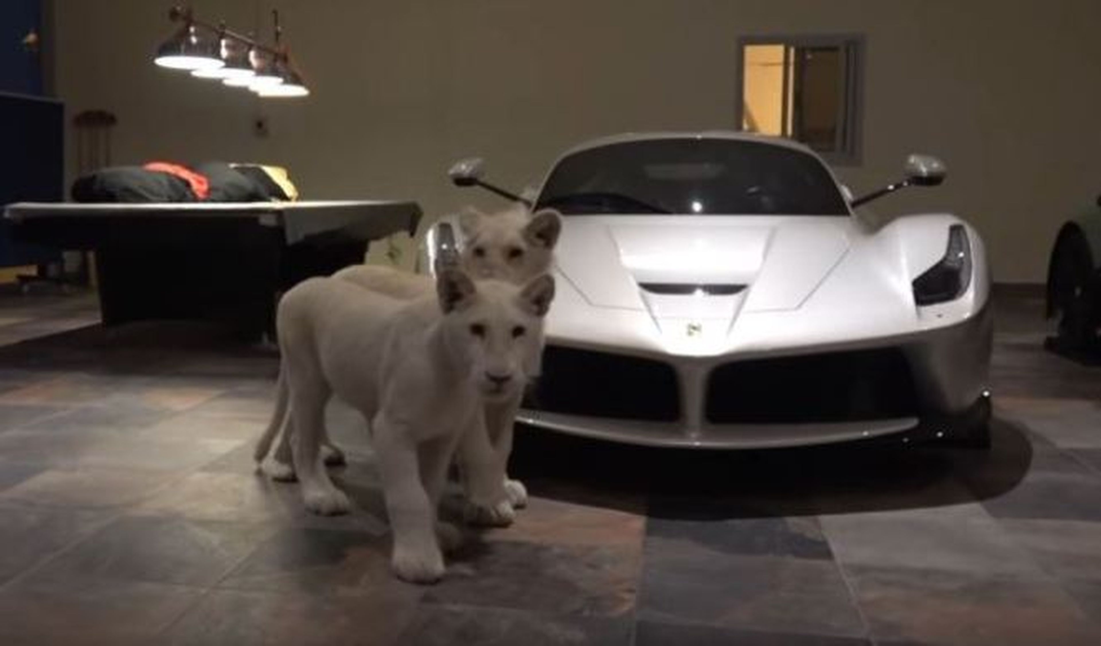 Vídeo: opulencia en un garaje en Qatar con leones blancos