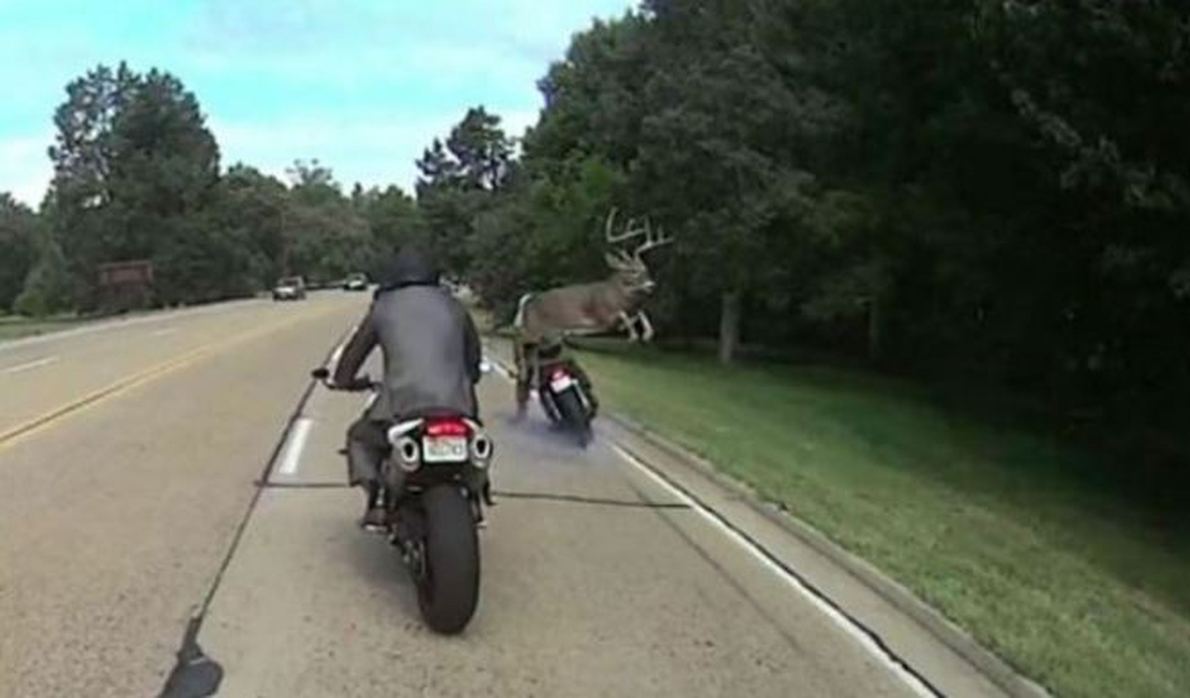 Vídeo: un ciervo casi derriba a un motorista