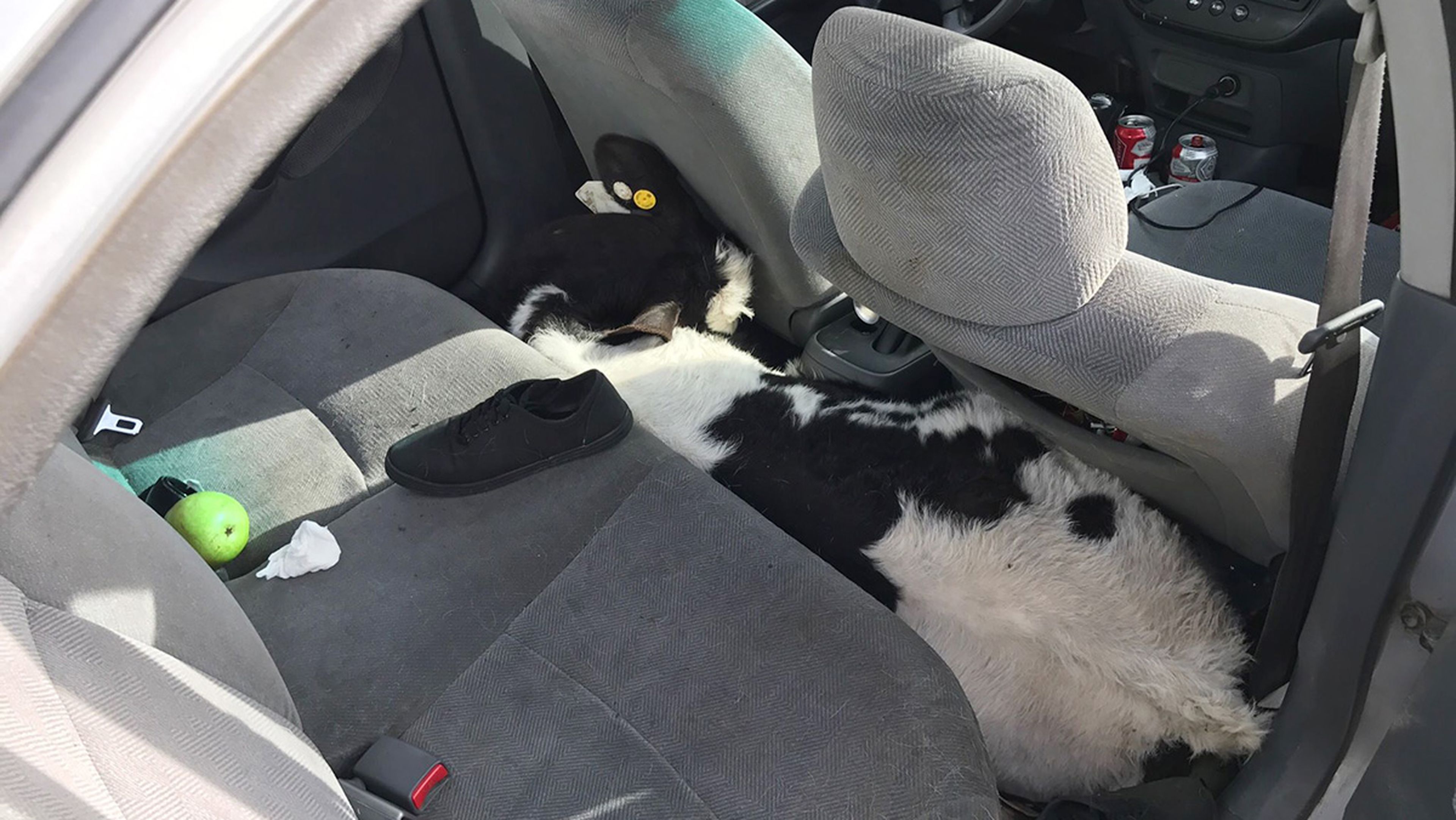 ¿Caben dos vacas en el interior de un Honda Civic?